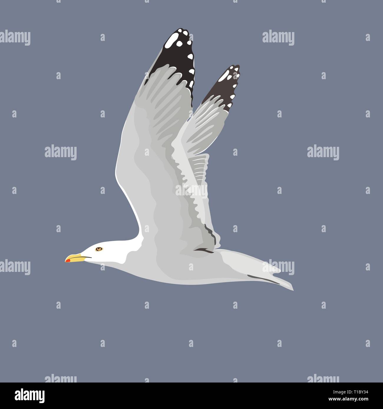 Il gabbiano comune mew gull Unione aringa gull. Illustrazione Vettoriale. Elemento per il design. Volo di uccelli, piume bianche, Illustrazione Vettoriale