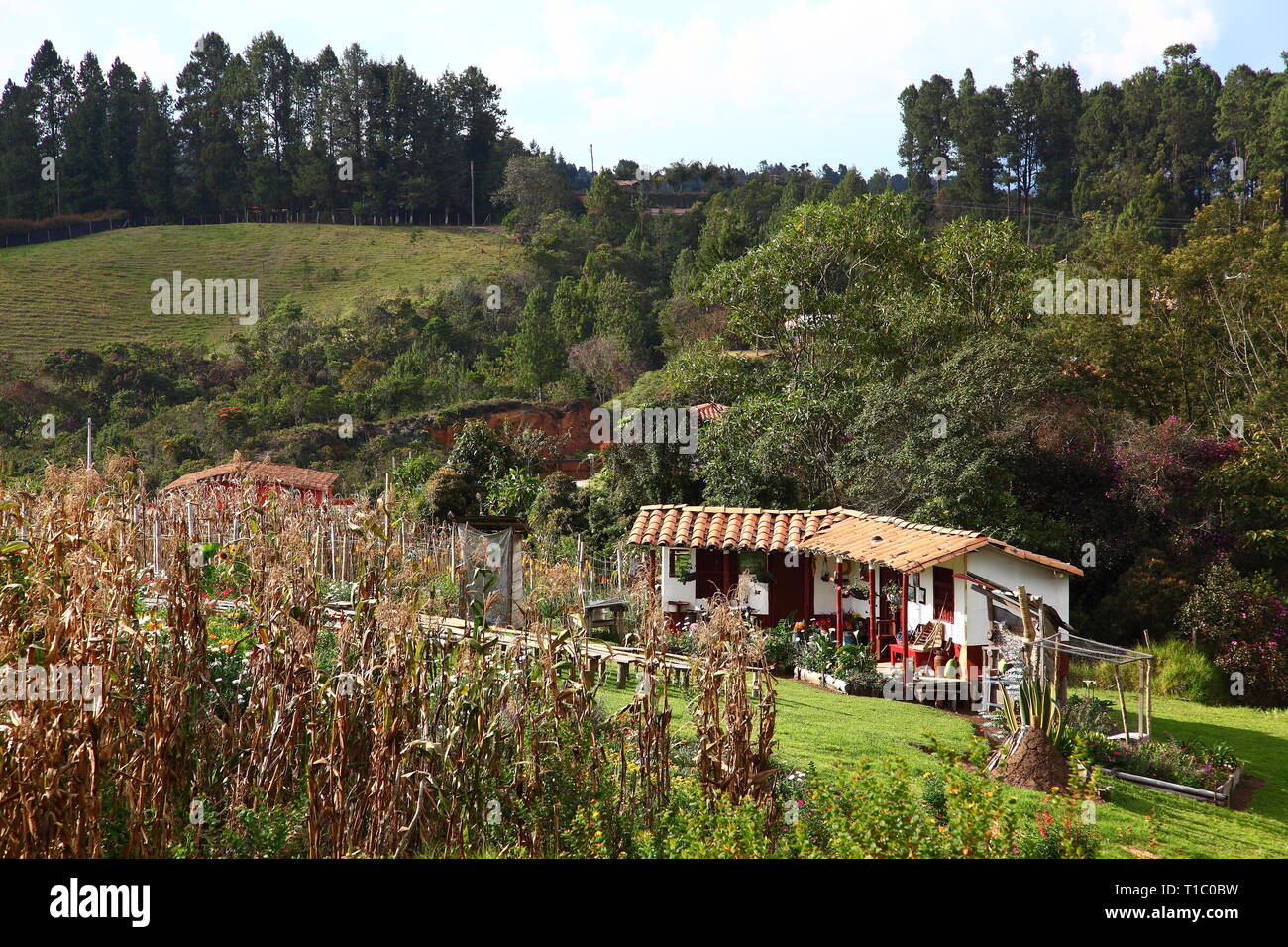 Agriturismo in centro di allevamento di fiore a Santa Elena vicino a Medellin in Antioquia Distretto di Colombia Foto Stock
