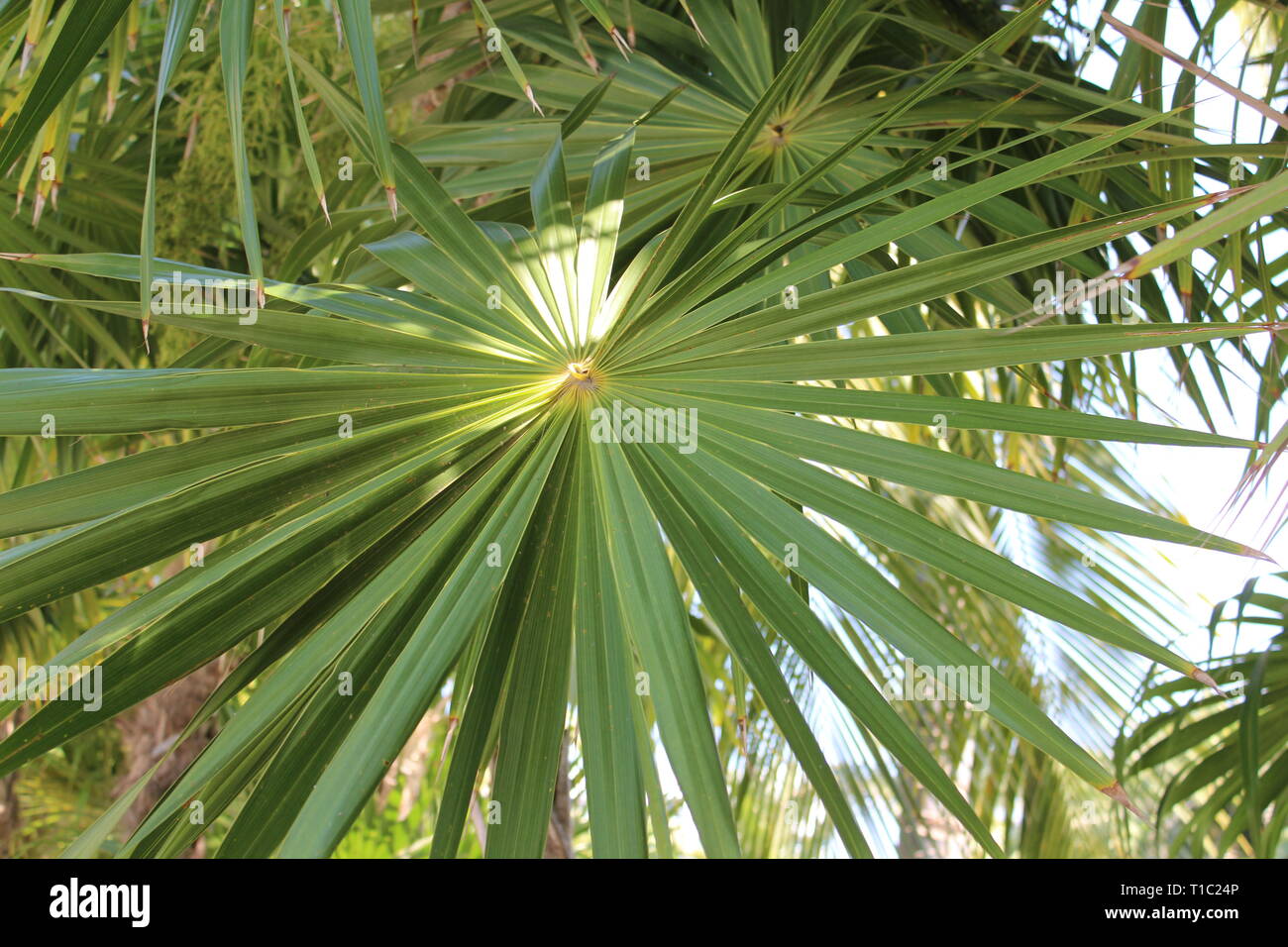 Tropical Palm tree con Sun spot nel centro di Palma a ventaglio a rami di alberi espandendo tutta la pagina delle foto Foto Stock