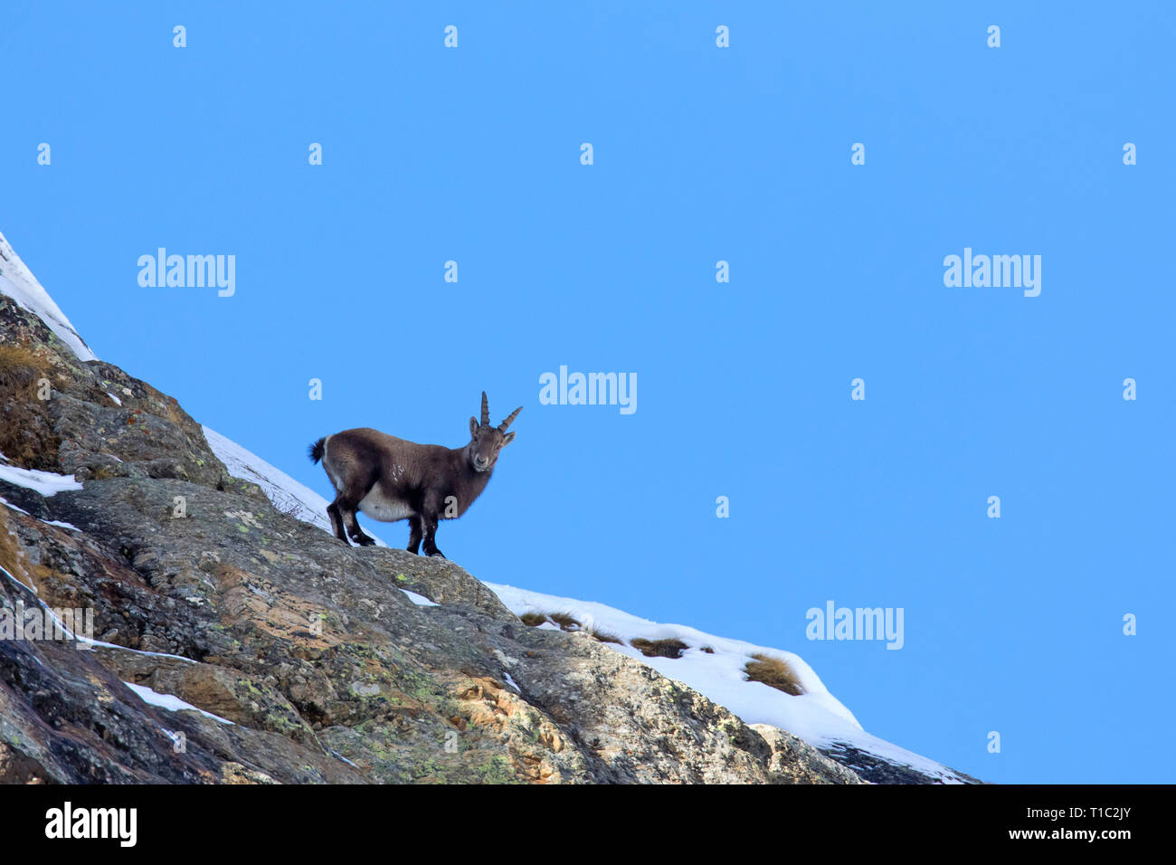 Stambecco delle Alpi (Capra ibex) femmina rovistando sul pendio della montagna in inverno nel Parco Nazionale del Gran Paradiso, Alpi Italiane, Italia Foto Stock