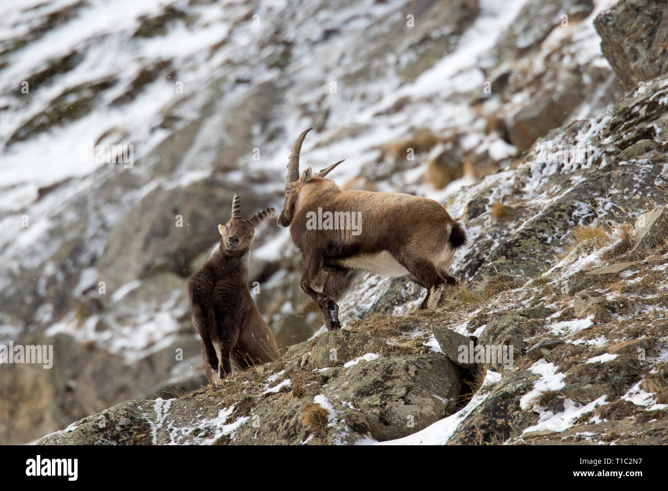 Due giovani stambecco (Capra ibex) maschi combattimenti sul pendio a monte durante la routine in inverno, il Parco Nazionale del Gran Paradiso, Alpi Italiane, Italia Foto Stock