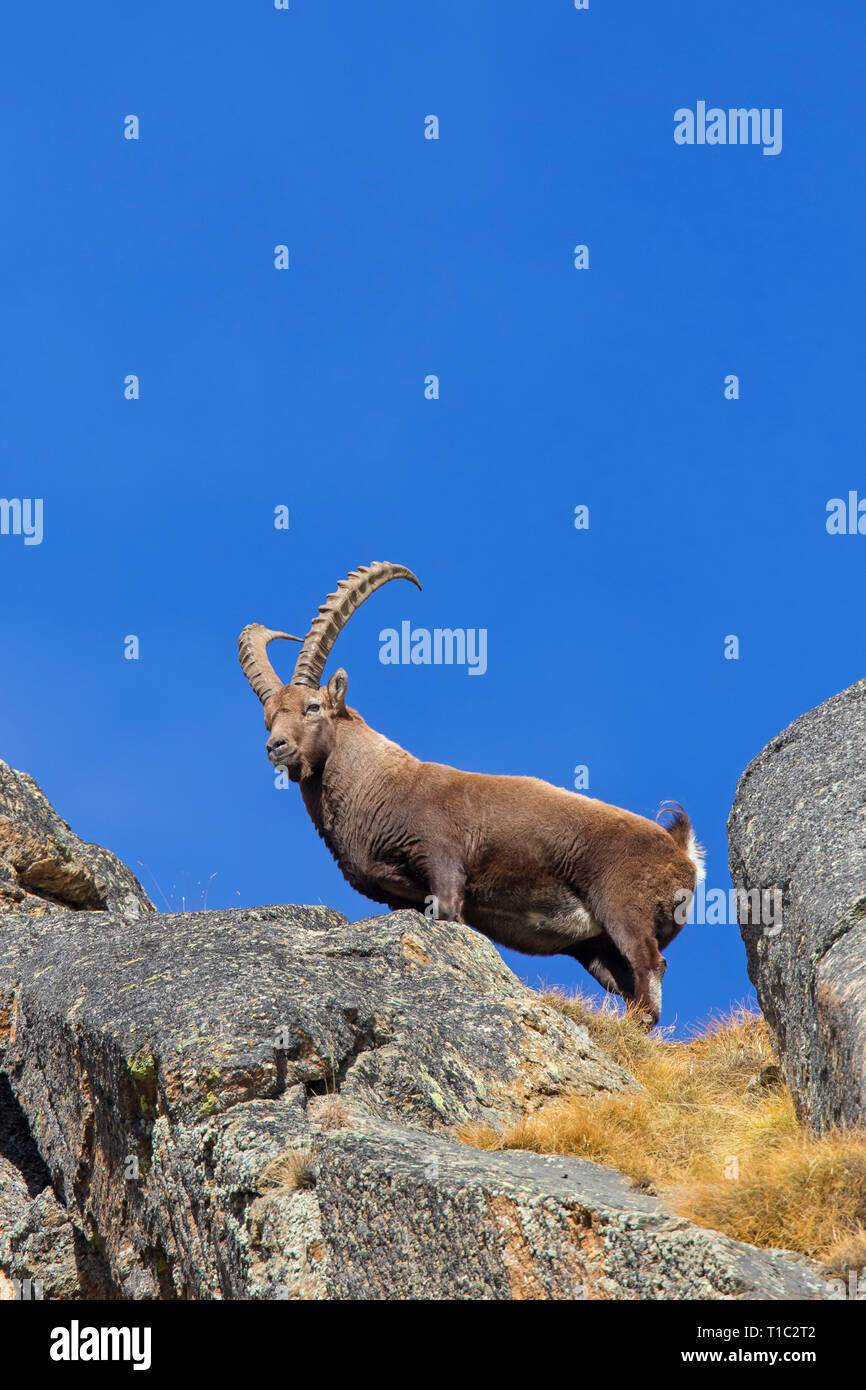 Stambecco delle Alpi (Capra ibex) maschio con grandi corna sulla cresta della montagna in inverno nelle Alpi Foto Stock