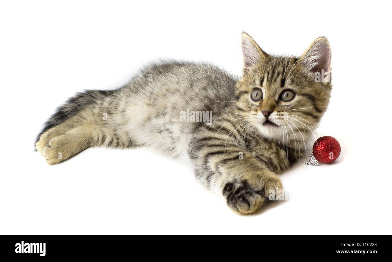 Carino tabby brown kitten giacenti in prossimità della palla giocattolo e guardando verso sinistra isolati su sfondo bianco. Anno nuovo, Natale, gattino e animali adorabili cat con Foto Stock