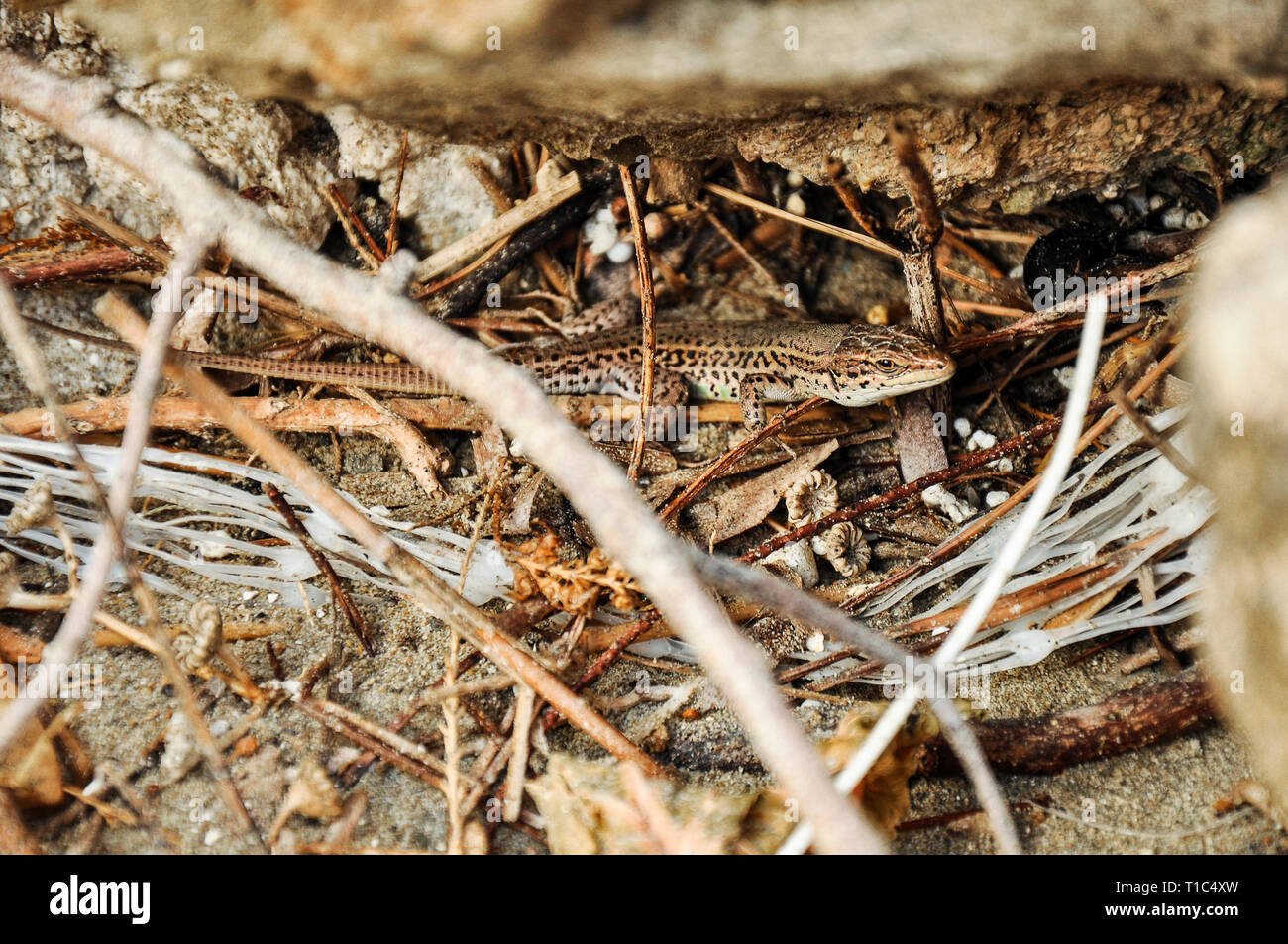 Un piccolo tropicali lucertola greca nasconde in riva al mare, tra i ramoscelli di legno. Piccolo animale selvatico da chiudere in un ambiente naturale. Foto Stock
