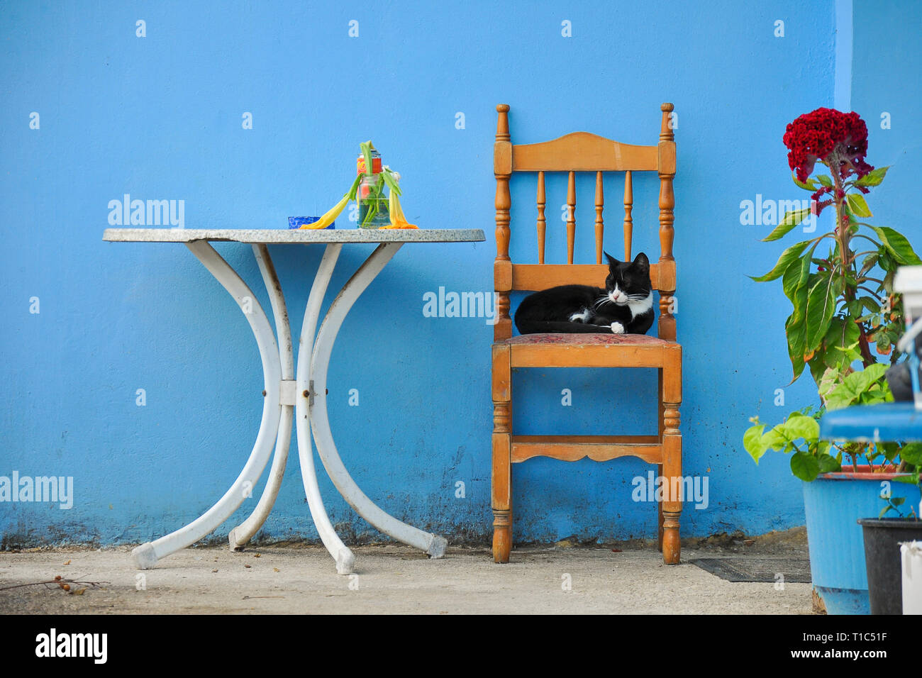 Gatto dorme sulla sedia sotto una parete blu. Tavolo bianco con piante sul cortile. Vita Tranquilla sul Greco in paese. Foto Stock