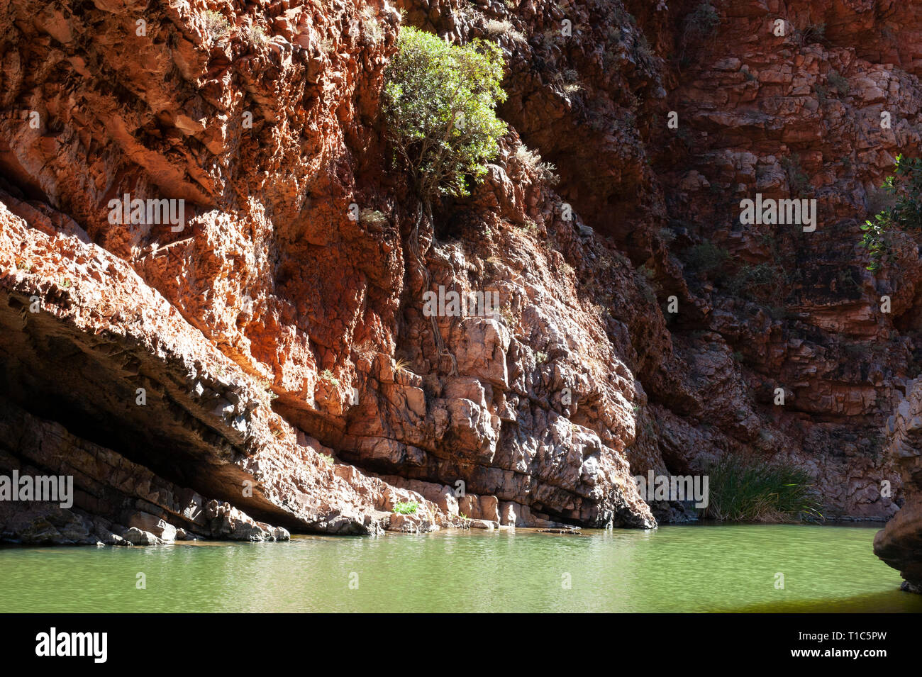 Delle acque verde smeraldo del Simpsons Gap, Territorio del Nord, l'Australia Foto Stock