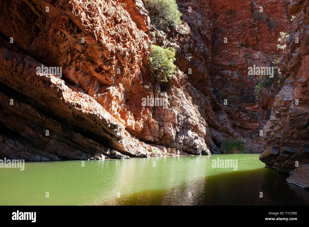 Delle acque verde smeraldo del Simpsons Gap, Territorio del Nord, l'Australia Foto Stock