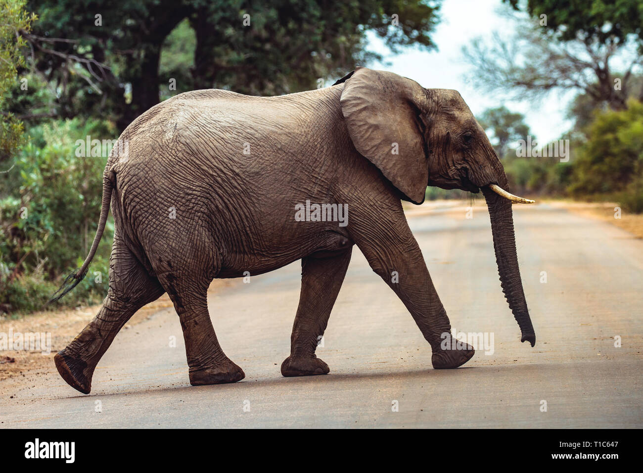 Un elefante a camminare sulla strada nel Parco Nazionale di Kruger Foto Stock