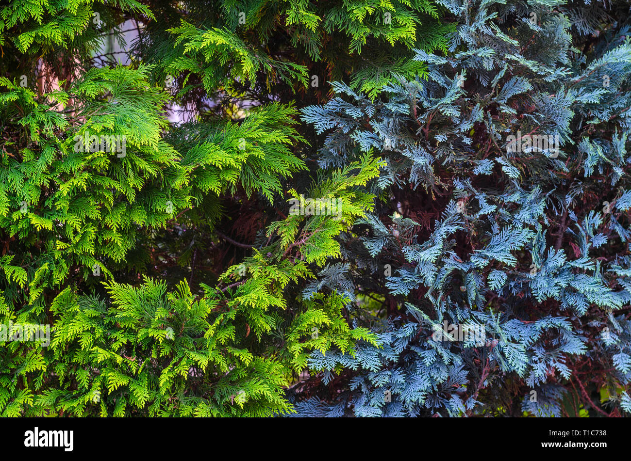 Thuja conifere Texture vegetale. Floreale verde sullo sfondo bianco Foto Stock