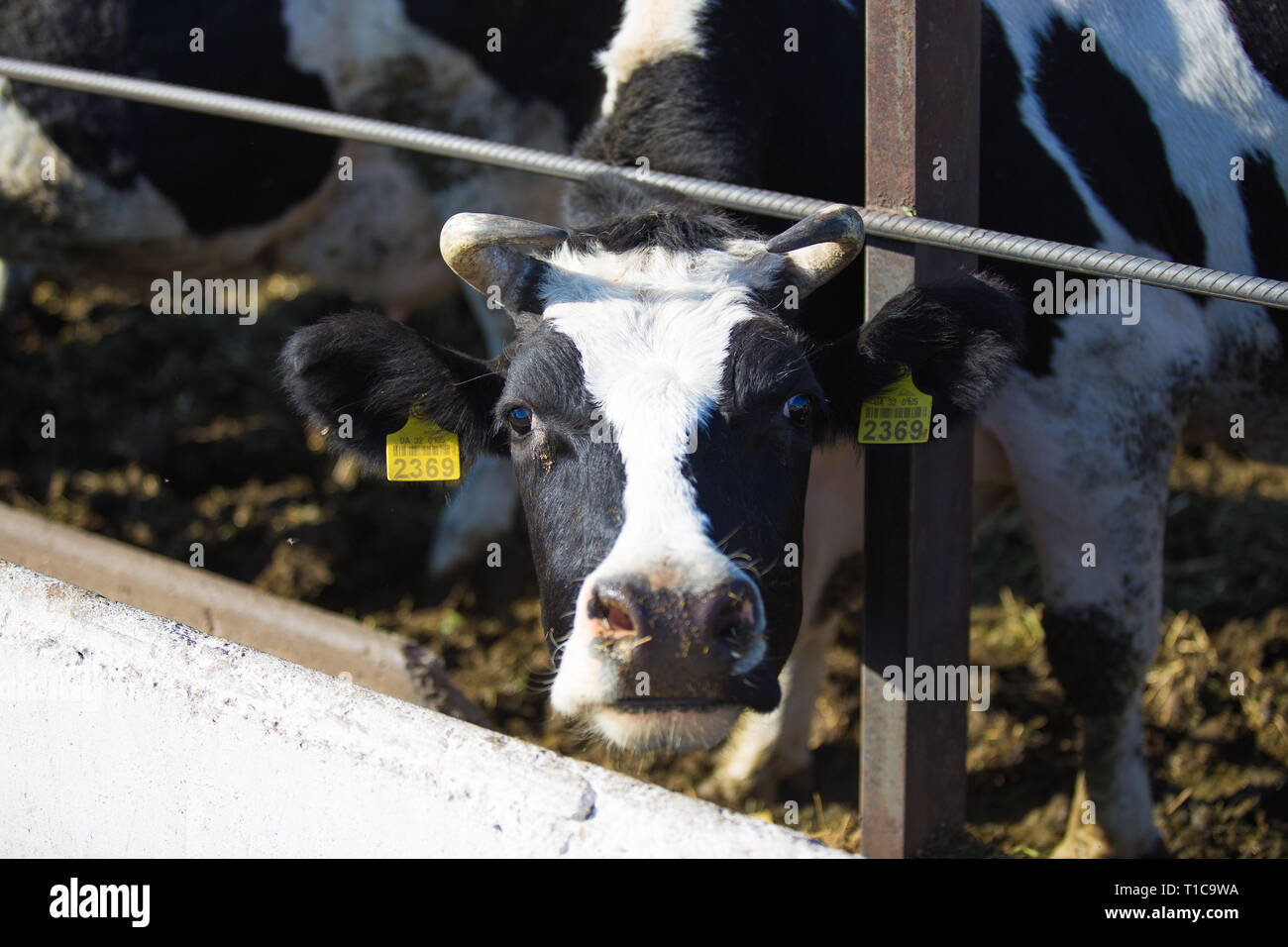 Giovani in bianco e nero vacche su un open-air farm. Agricoltura biologica senza uso di automazione sul territorio del post sovietica e dell'Europa orientale. Foto Stock