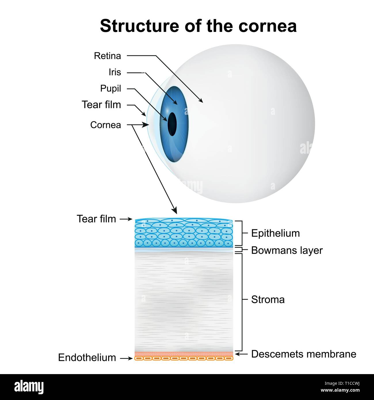 Struttura della cornea medical illustrazione vettoriale su sfondo bianco Illustrazione Vettoriale