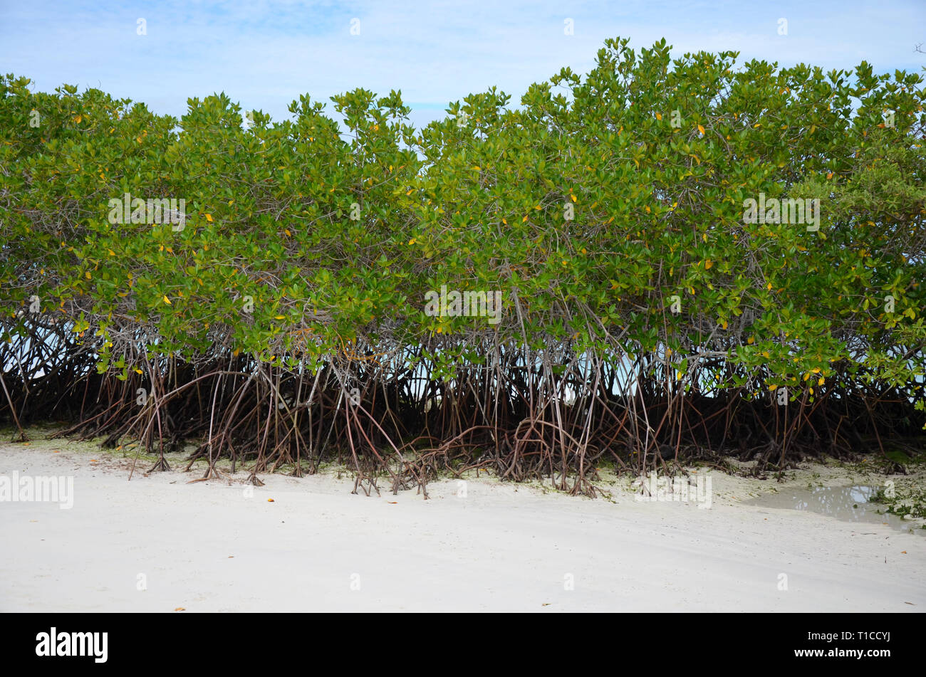 Le Galapagos Spiaggia Avventura Mangrovie Foto Stock