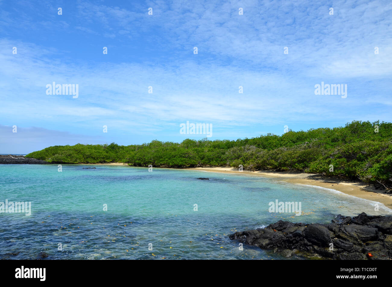 Le Galapagos Spiaggia Avventura Mangrovie Foto Stock