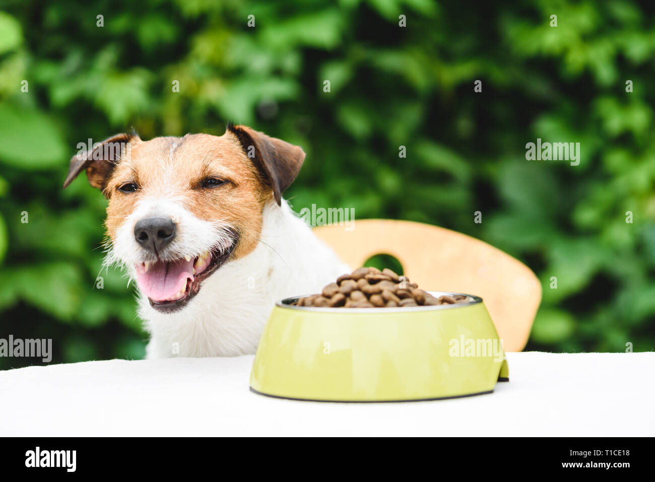 Happy dog kibble a mangiare il cibo per cani da bawl dietro la tabella Foto Stock