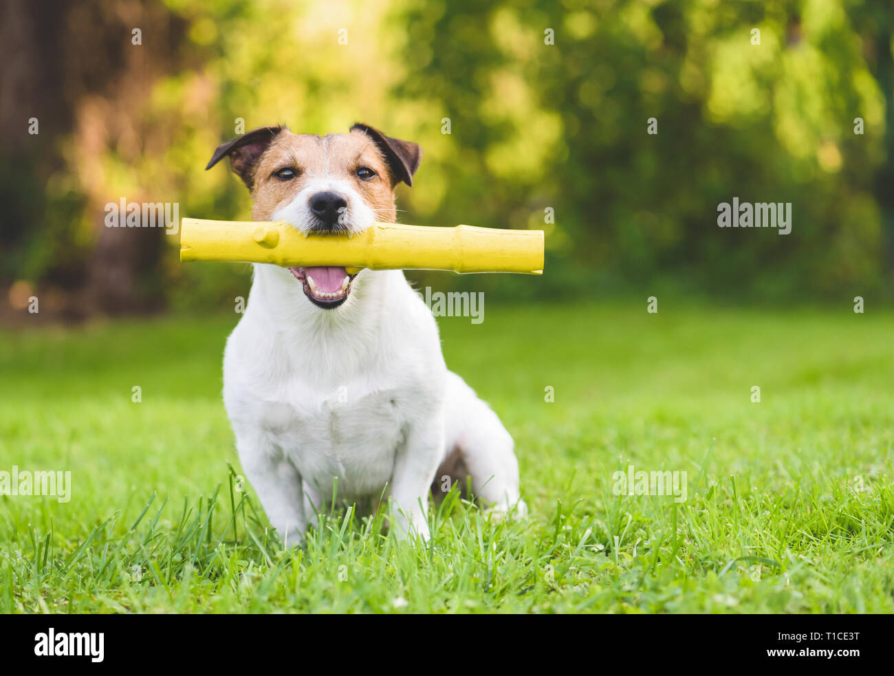 Domestico felice cane adulto a giocare con la bacchetta giocattolo come il cucciolo di estate backyard prato Foto Stock