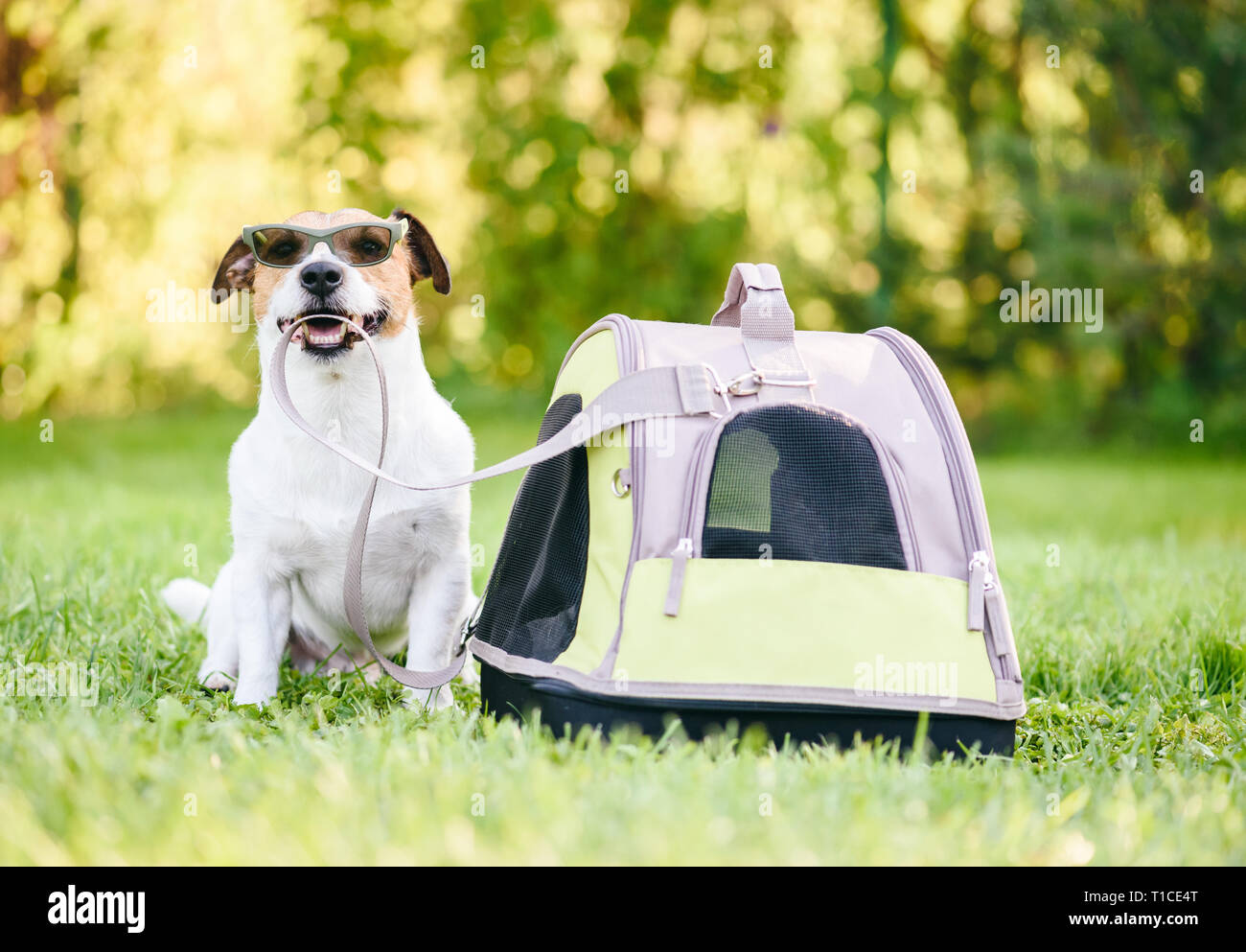 Cane in occhiali da sole seduto accanto alla sua tote pronto a andare per vacanze viaggi Foto Stock