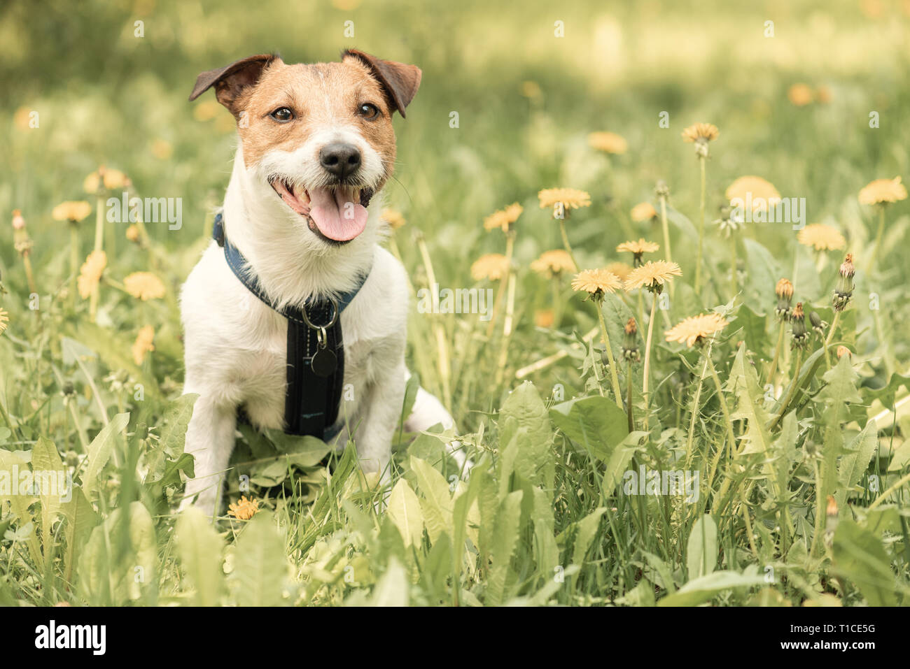 Happy dog che pongono a prato primavera tra fiori di dente di leone Foto Stock
