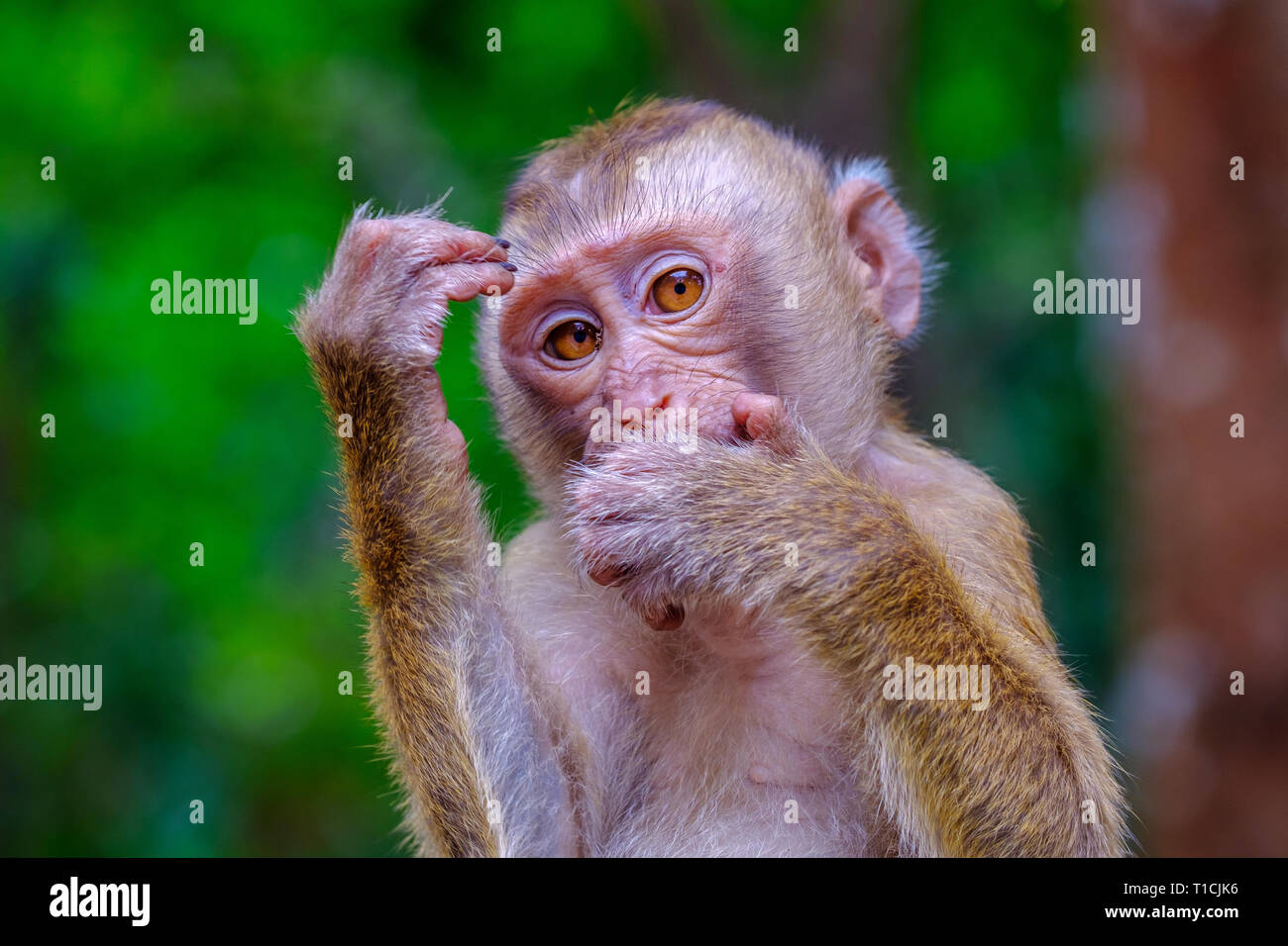 Giovani carino scimmia nella foresta verde della Thailandia. Nella posa di un pensatore. Foto Stock