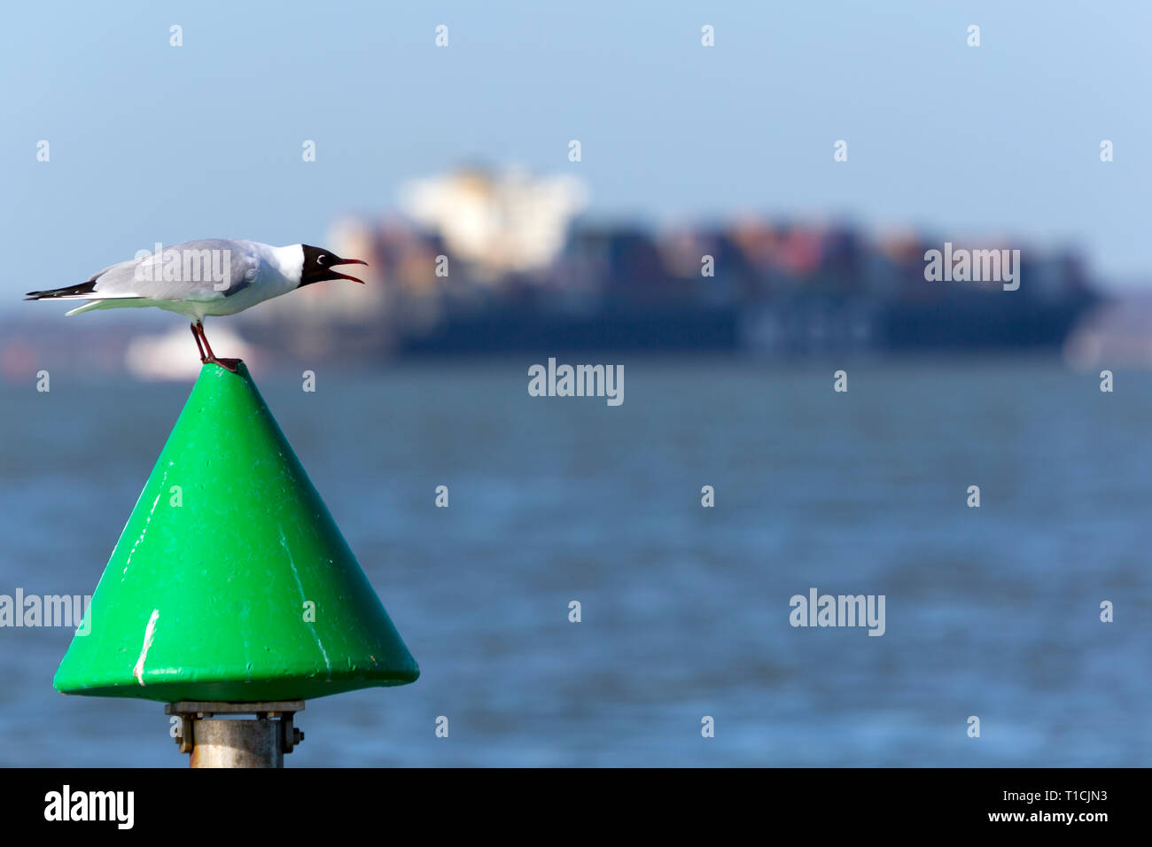 Seagull,piangere,chiamando,MSC,Assja,l'Solent,off,Cowes,Isle of Wight,Southampton,contenitore,nave,il terminale,Inghilterra, Regno Unito, Foto Stock