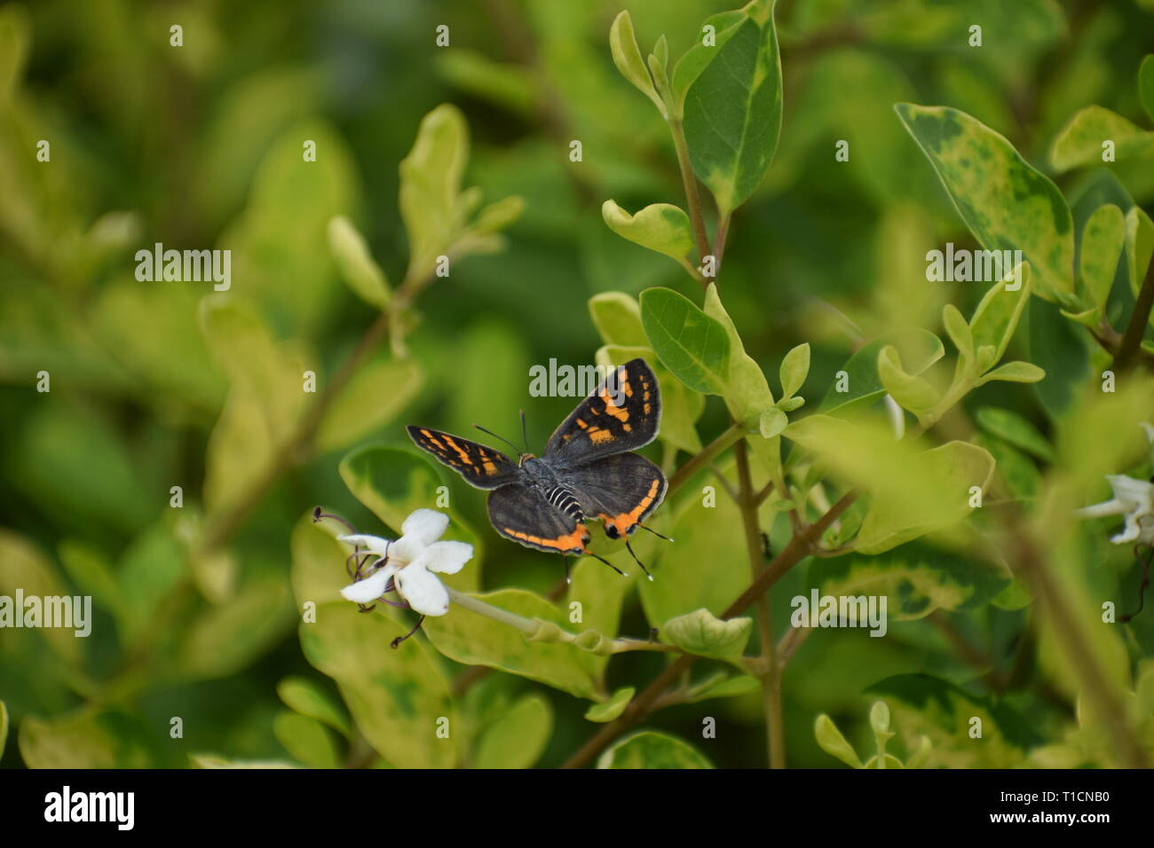 Arancio e nero butterfly flying attraverso foglie Foto Stock