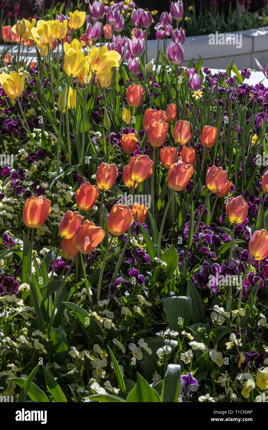 Soleggiato tulipani in fiore nel giardino in primavera. Foto Stock