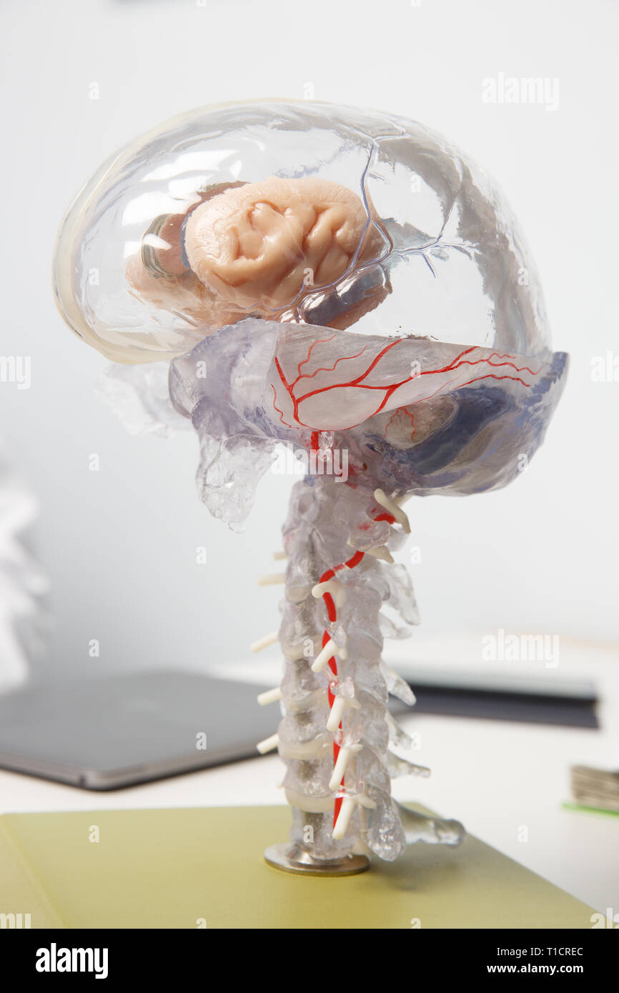 Modello 3D del cervello umano con il midollo spinale. La demenza e il morbo di Alzheimer, ictus cerebrale, malattia del cervello e concetto di anatomia. Foto Stock