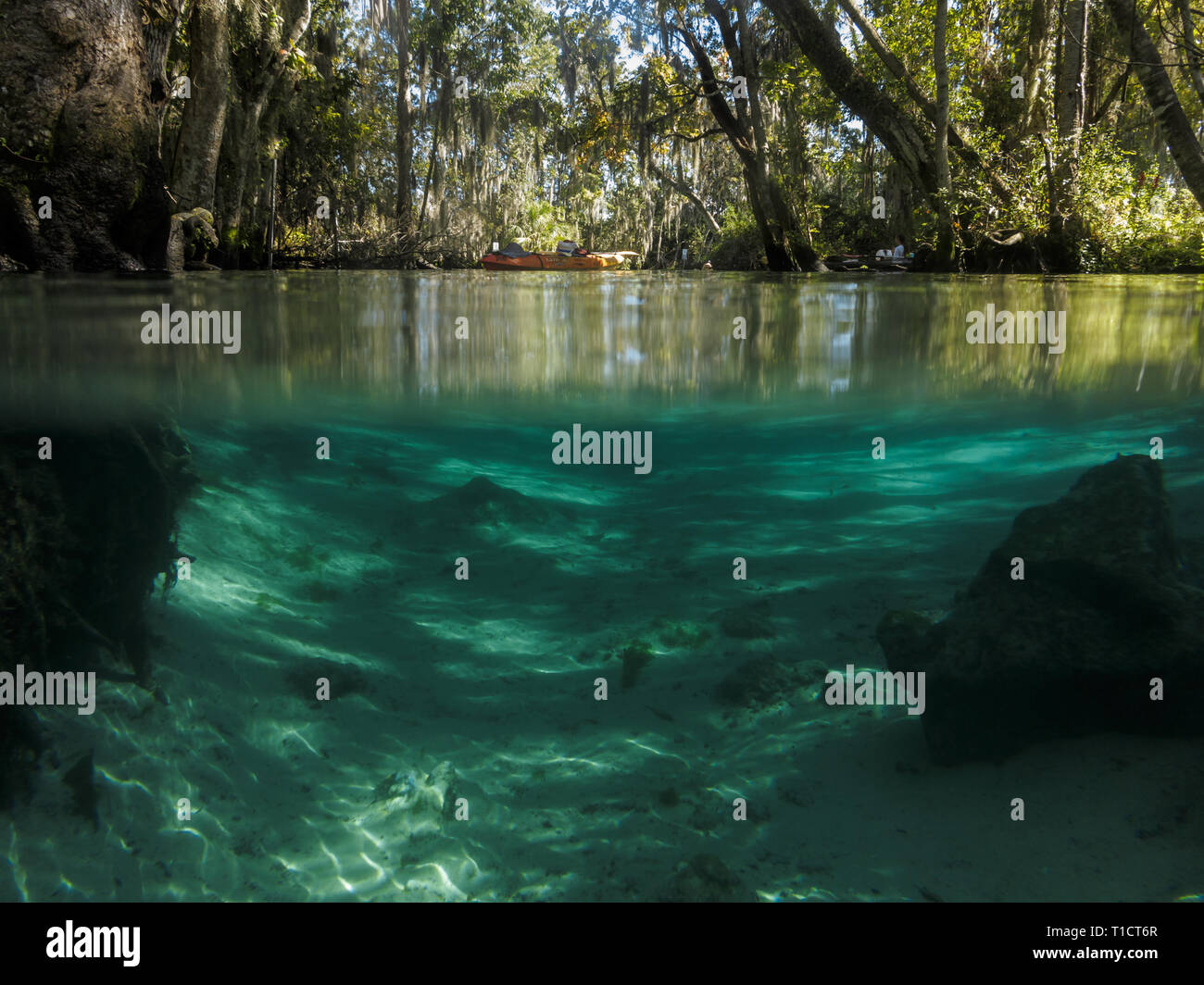 La vista suddivisa di sopra e sotto la linea di galleggiamento in Crystal River Florida mostra sandy river inferiore e un baldacchino di alberi di palude Foto Stock
