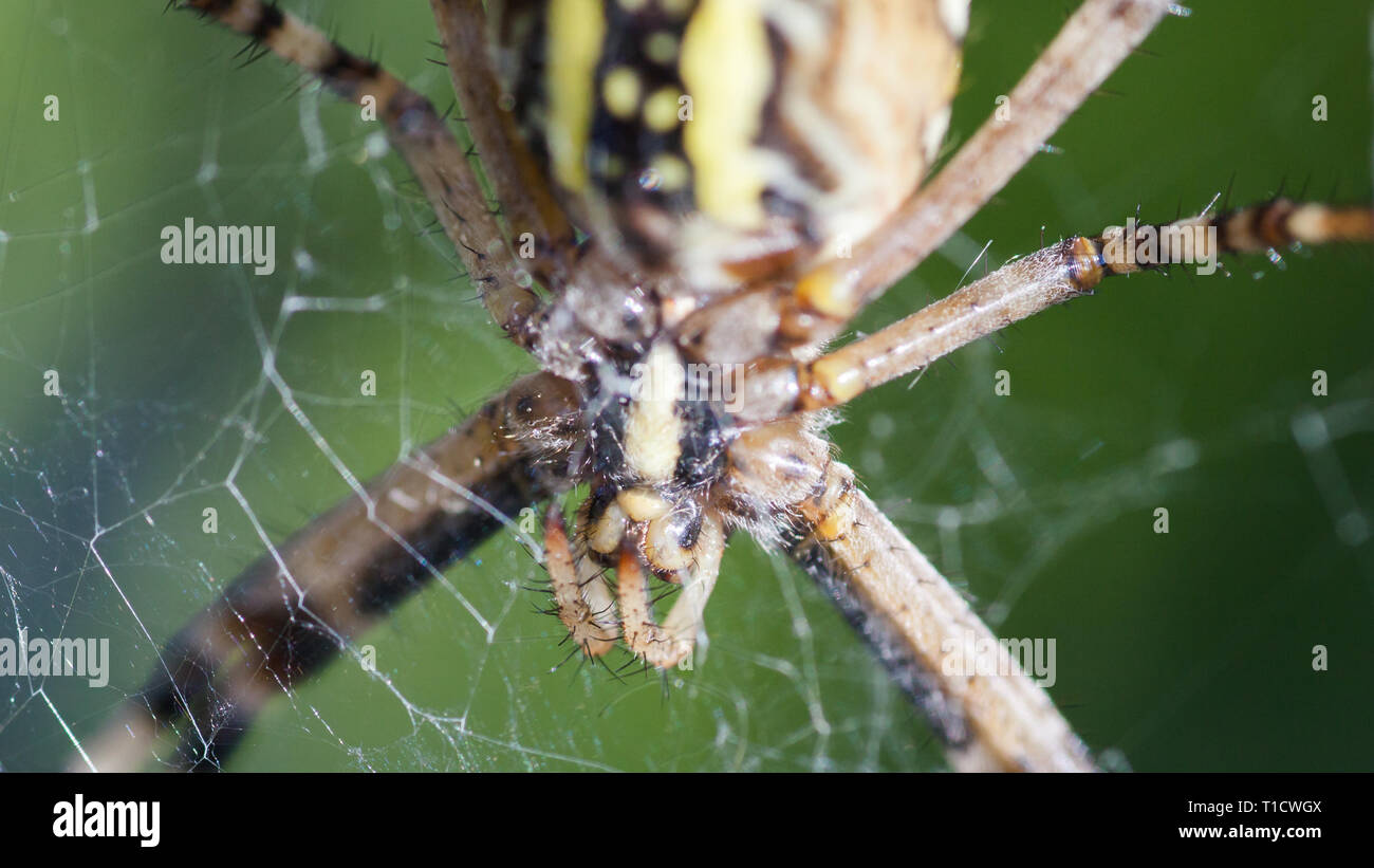 Argiope Bruennichi, o il wasp-spider, close-up nel web in attesa di cibo. Foto Stock