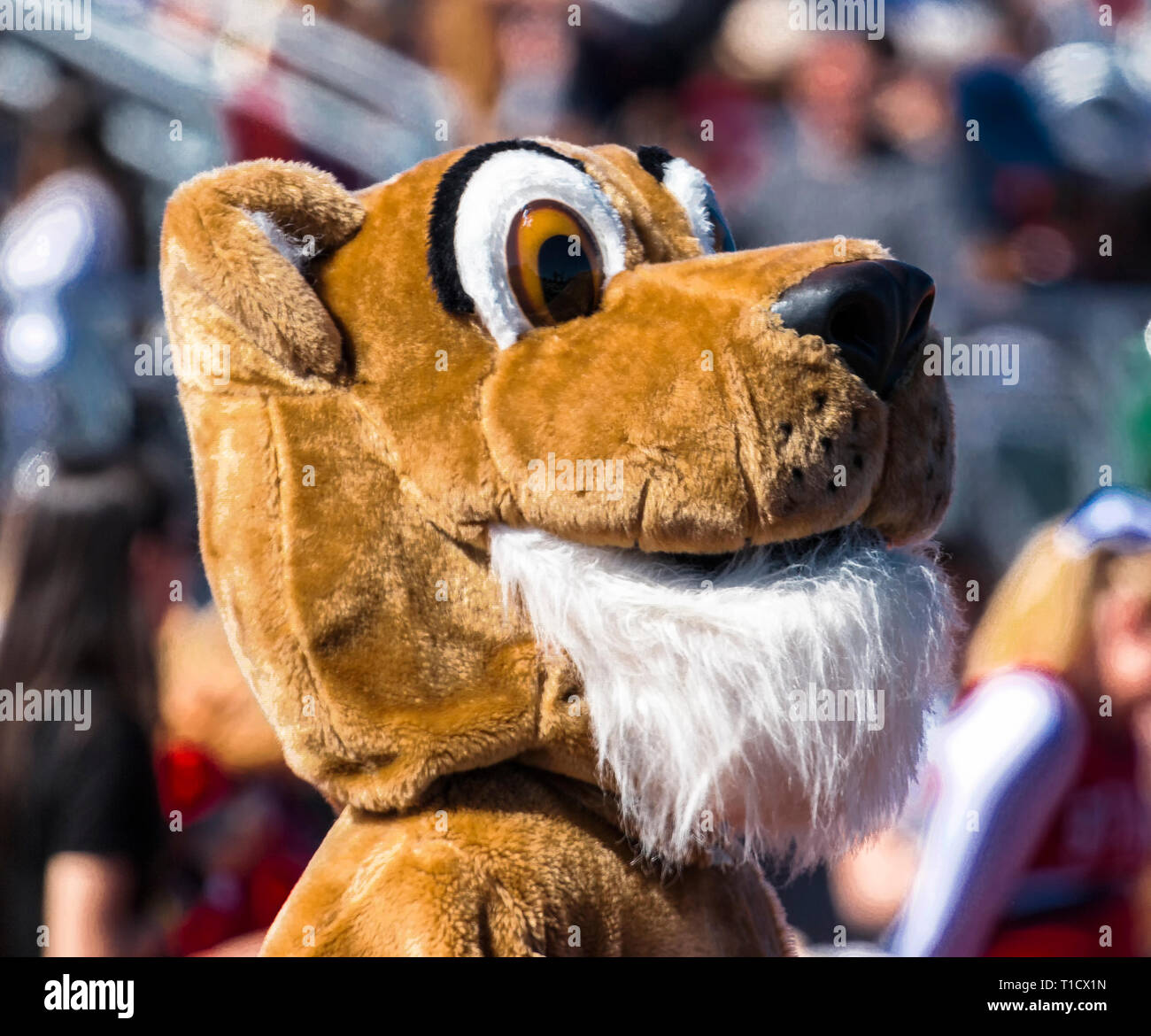 La testa di un cougar mascot con stand pieno dietro di esso, in corrispondenza di una high school del gioco del calcio in una giornata di sole in autunno. Foto Stock