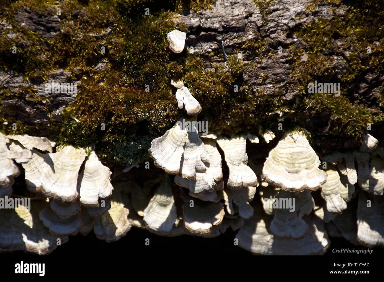 Primo piano del verde muschio e funghi sul registro di morti Foto Stock