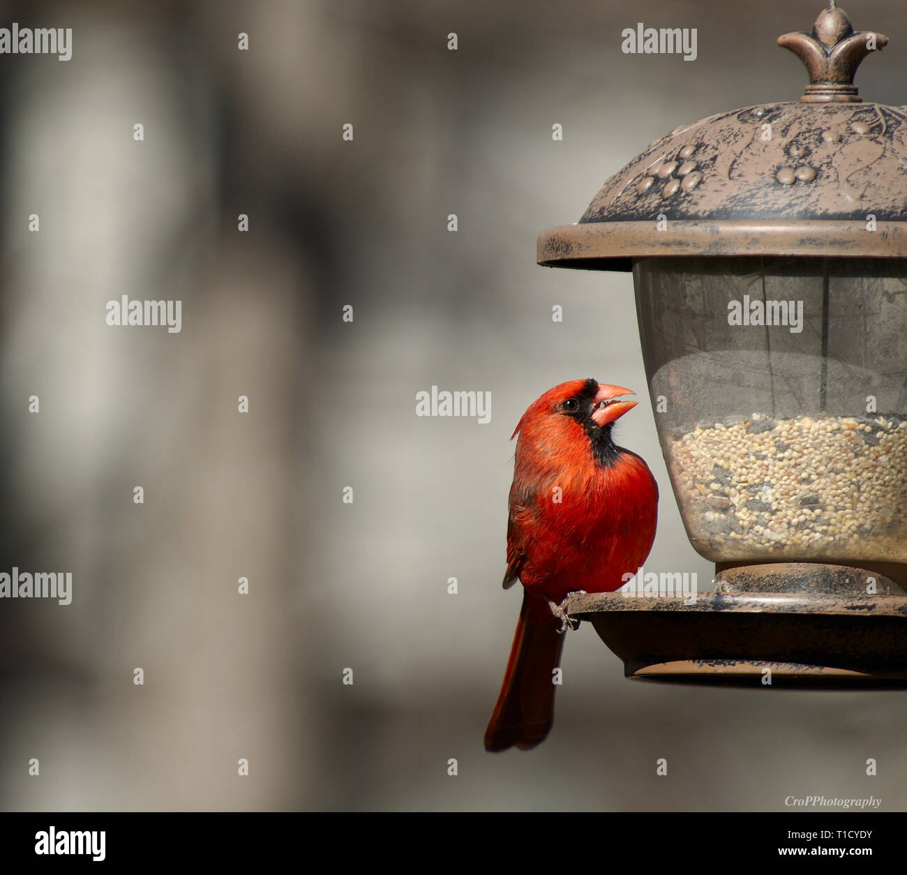 Nord del rosso cardinale alimentando in hanging Bird Feeder Foto Stock