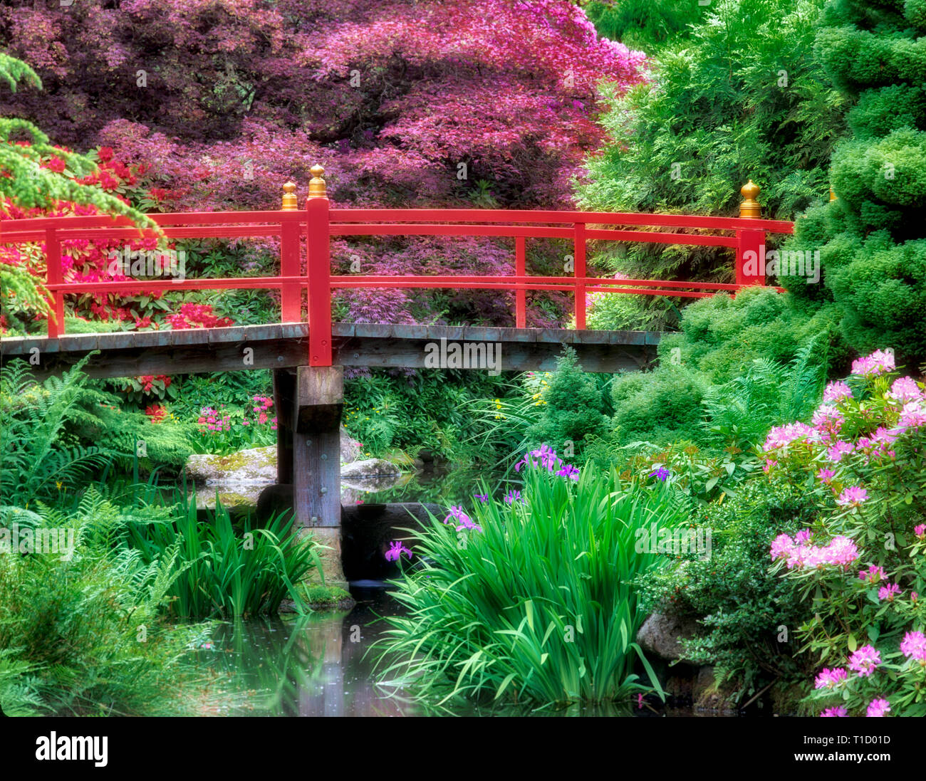 Laghetto con fioritura di rododendri e iris e ponte. Kubota Giardini Giapponesi, Seattle, Washington Foto Stock