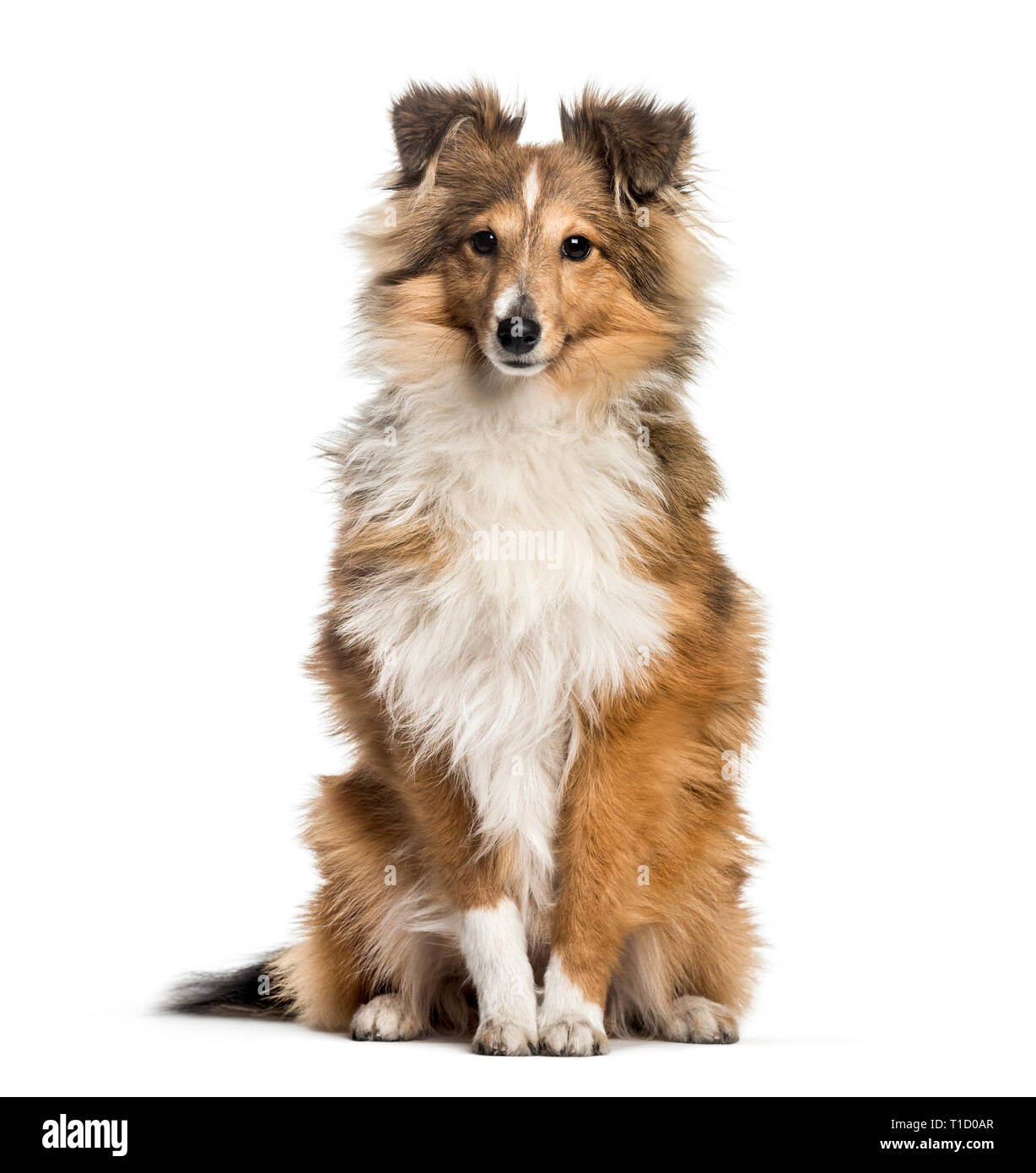 Sheepdog Shetland, 3 anni e 6 mesi di età, seduto di fronte a uno sfondo bianco Foto Stock