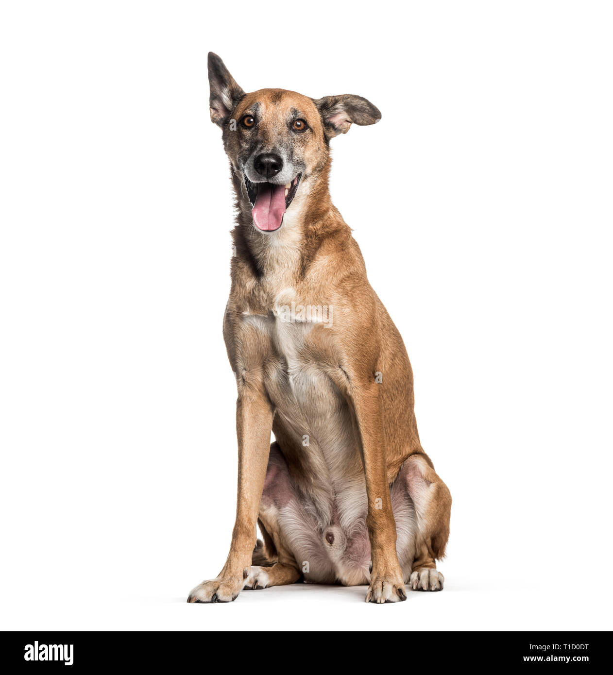 Mixed-razza cane, 8 anni, seduto di fronte a uno sfondo bianco Foto Stock