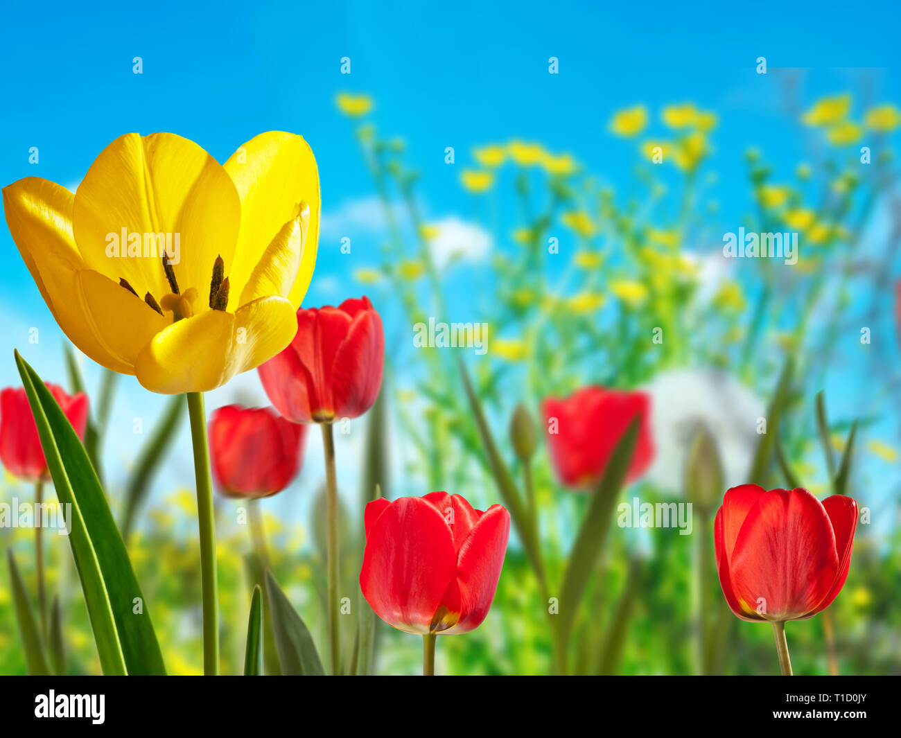 Giallo e rosso tulipani nel prato Foto Stock