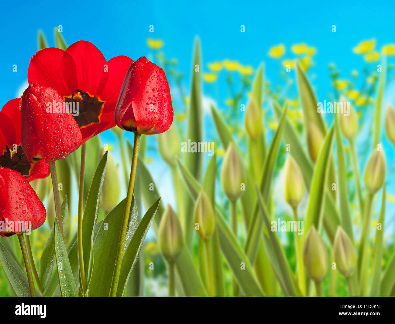Tulipani rossi con gocce di acqua nel prato Foto Stock