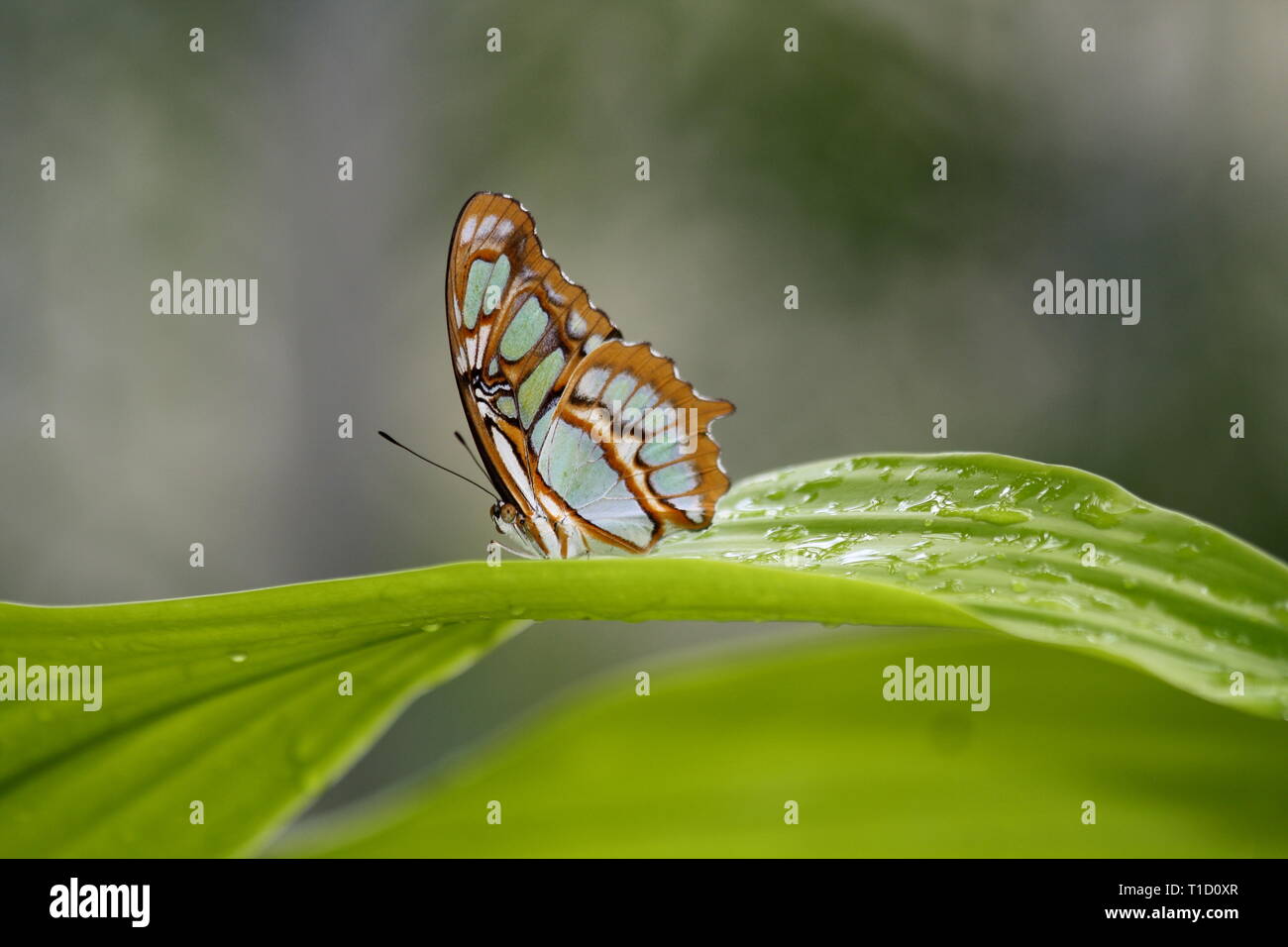 Farfalla in natura Foto Stock