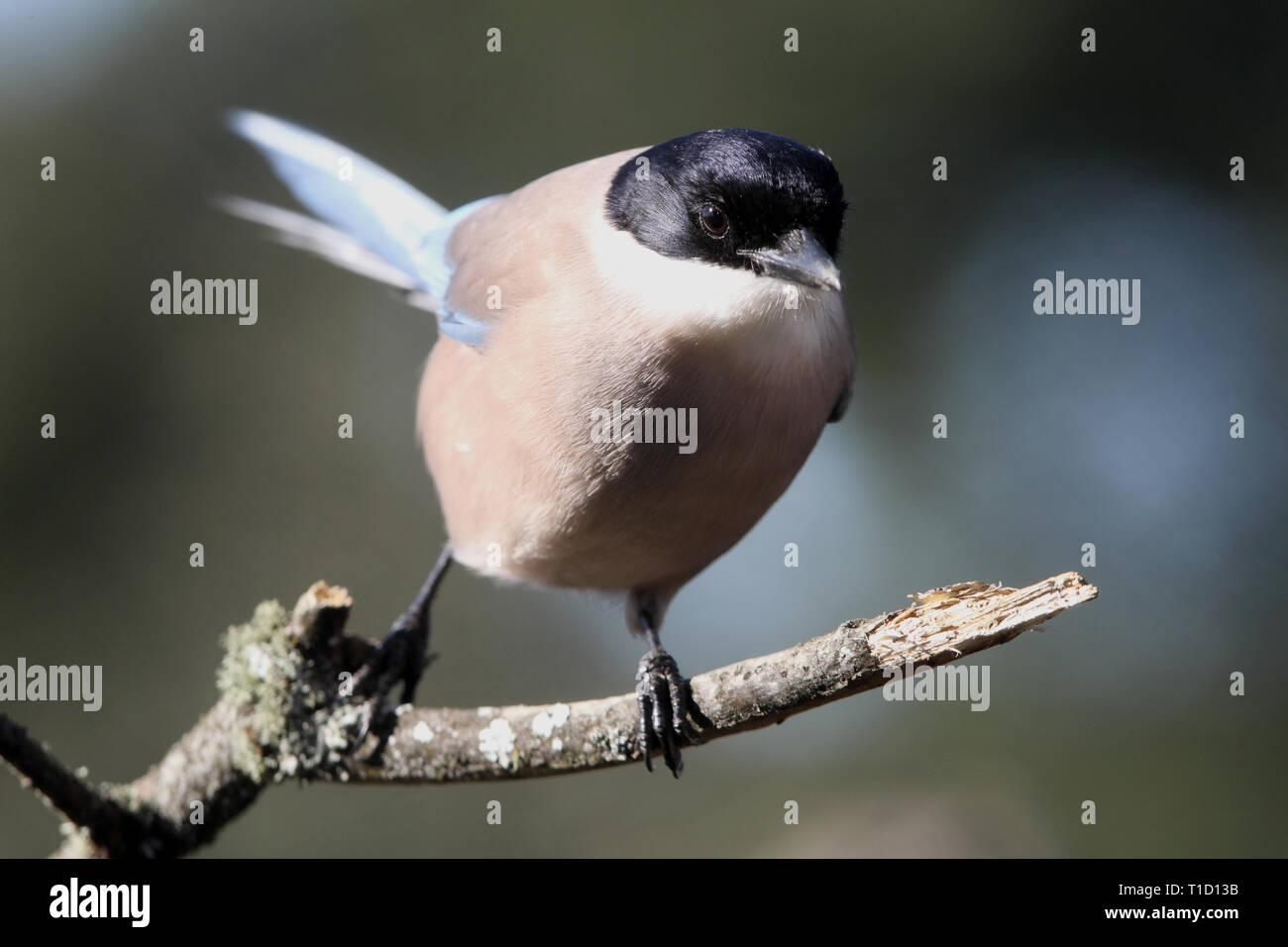 Cyanopica cyanus Foto Stock