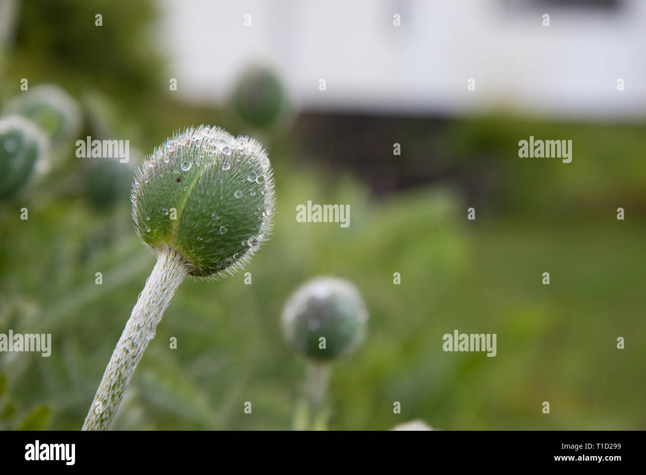 Gocce di pioggia su boccioli di papavero, Primavera in campagna Foto Stock