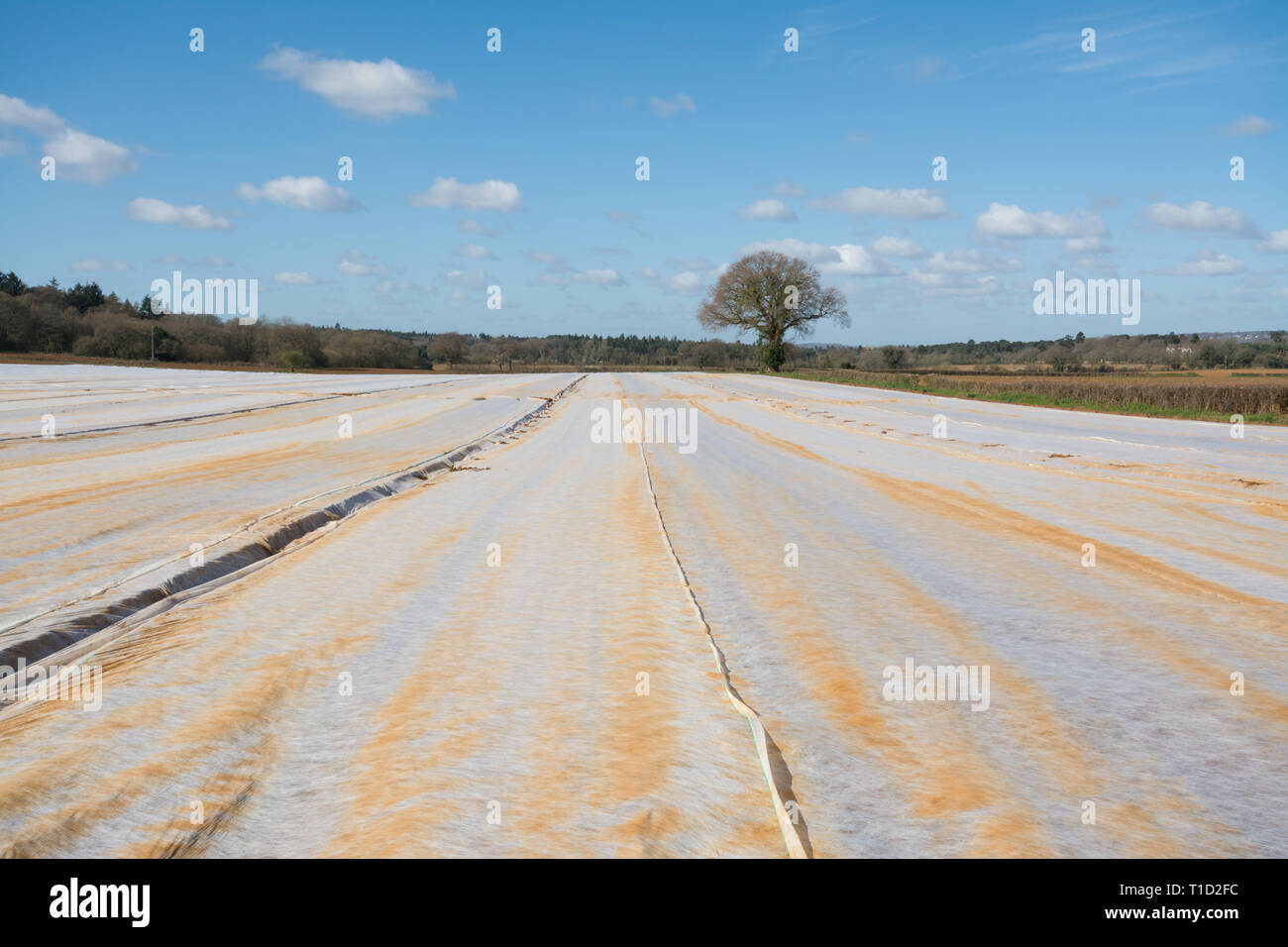 Campo arabili coperte in vello agricoli, il tessuto a maglia a proteggere ed isolare appena seminato semi da uccelli e gelate tardive, Surrey, Regno Unito, Marzo Foto Stock