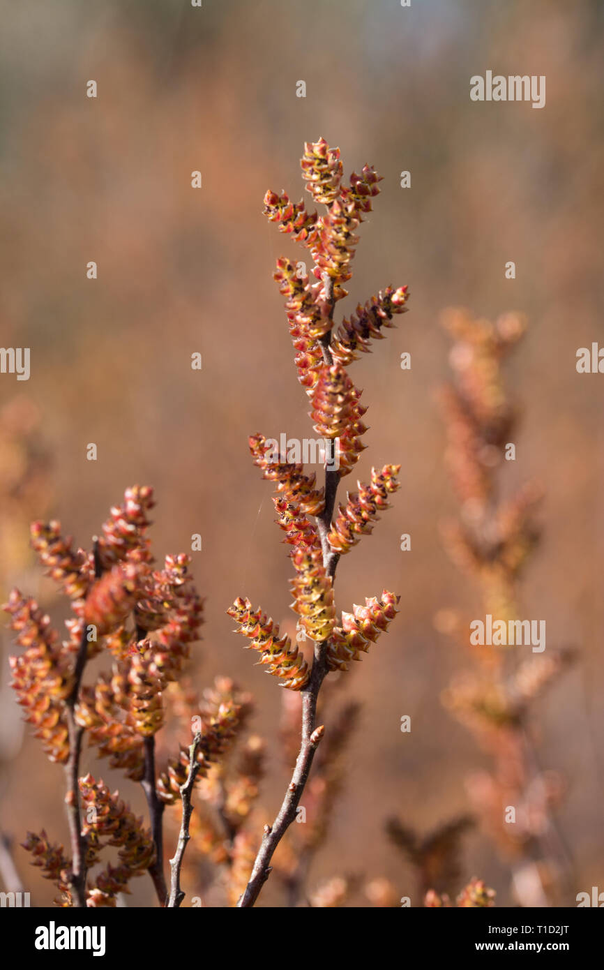 Bog mirto (Myrica gale, dolce gale, candela berry) con colorati amenti in primavera, un arbusto a fioritura trovati sulle torbiere e paludi e bagnato brughiera, REGNO UNITO Foto Stock