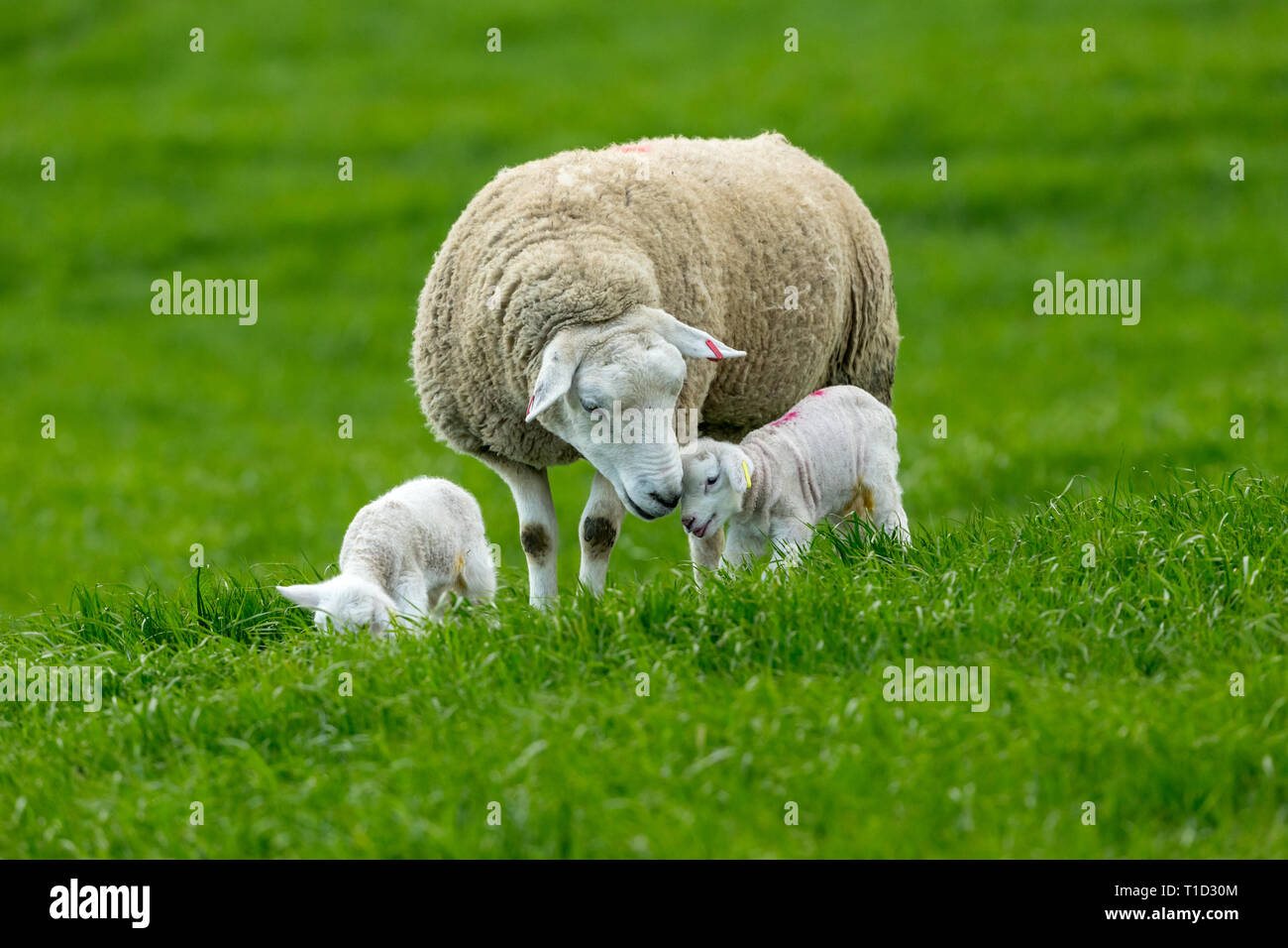 Texel pecora, ovini femmine con twin agnelli. Un momento di gara tra la madre e il bambino agnello in verde e lussureggiante campo. Paesaggio, orizzontale. Spazio per la copia Foto Stock