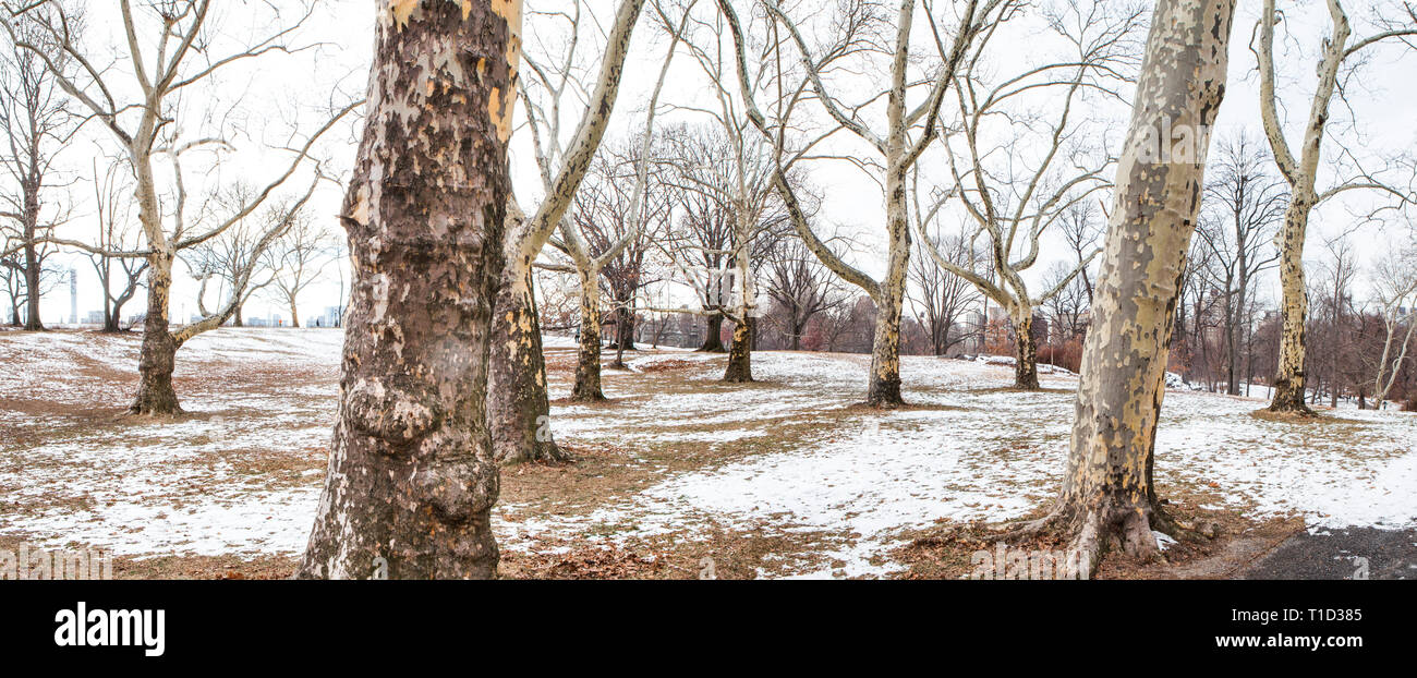 Glen di alberi di sicomoro, al Central Park di New York City, New York, Stati Uniti d'America Foto Stock