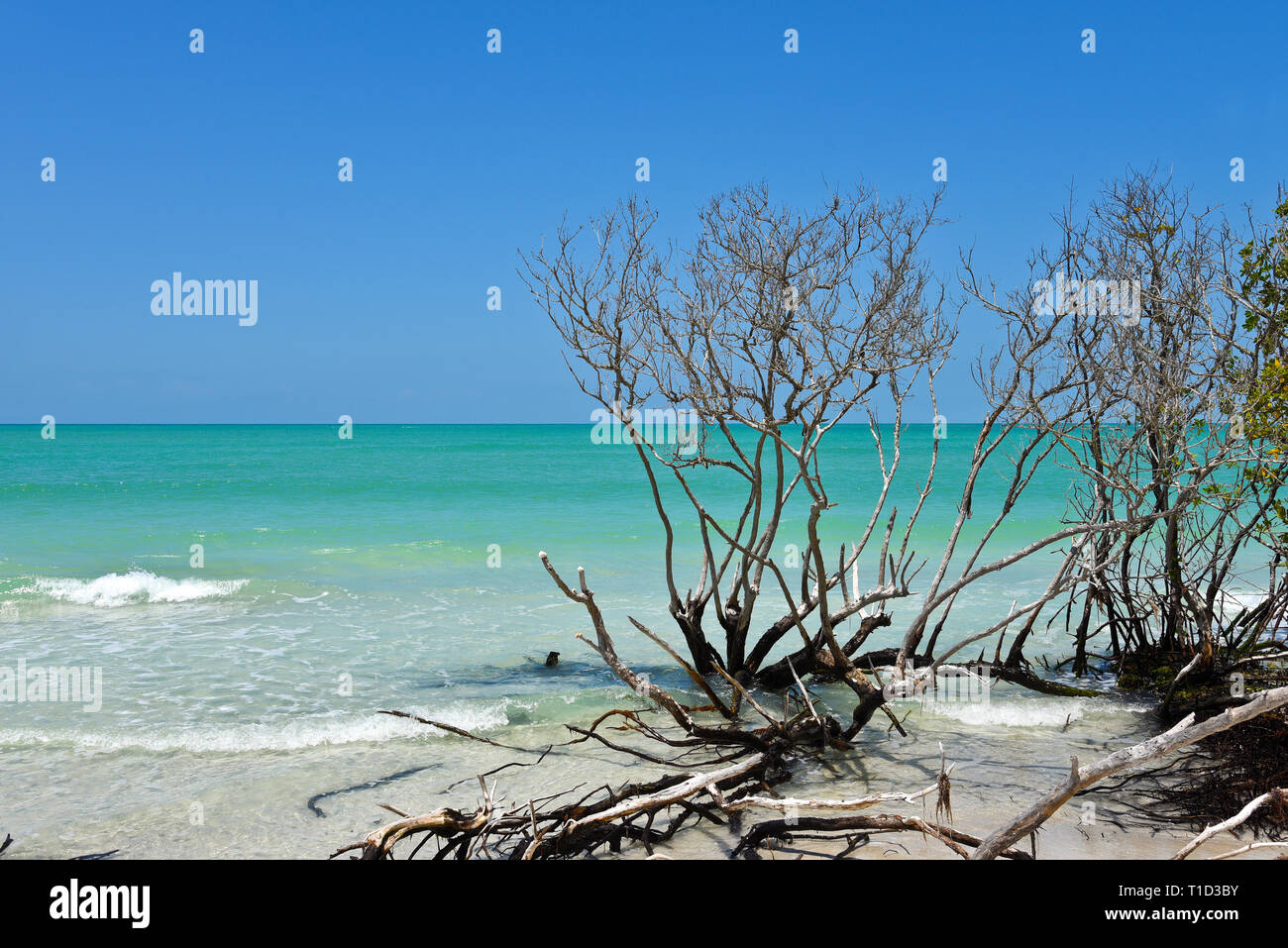 Bella Weathered Driftwood sulla spiaggia di birra possono isola Longboat Key Florida Foto Stock