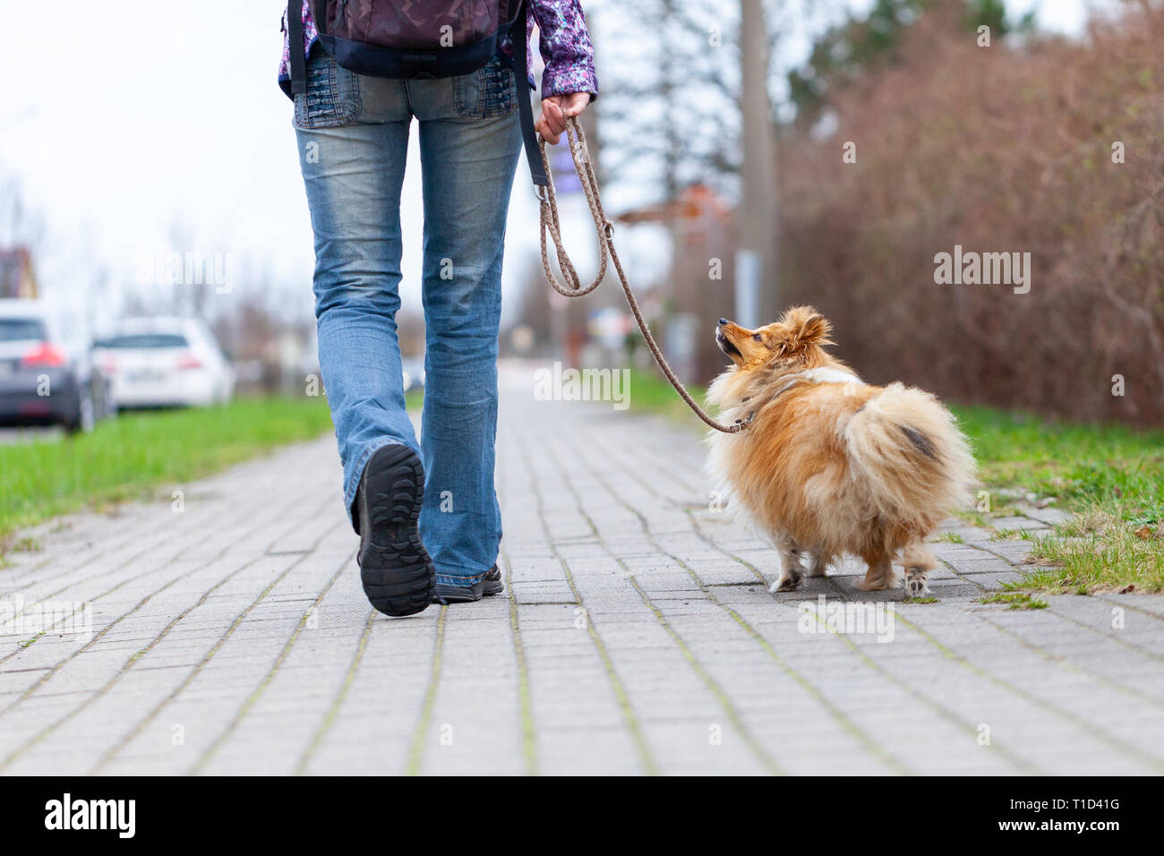 Una donna che porta il suo cane al guinzaglio Foto Stock