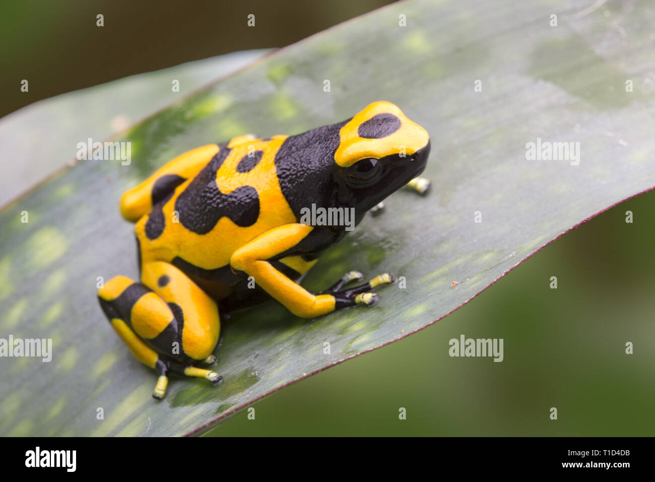 Bumblebee poison dart frog dal tropical Amazon rain forest in Venezuela. Foto Stock