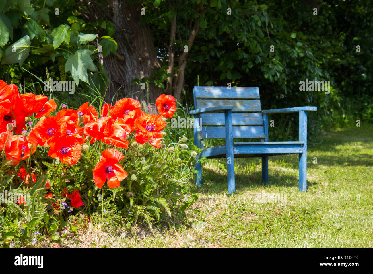Da banco e il papavero fiori in un giardino Foto Stock