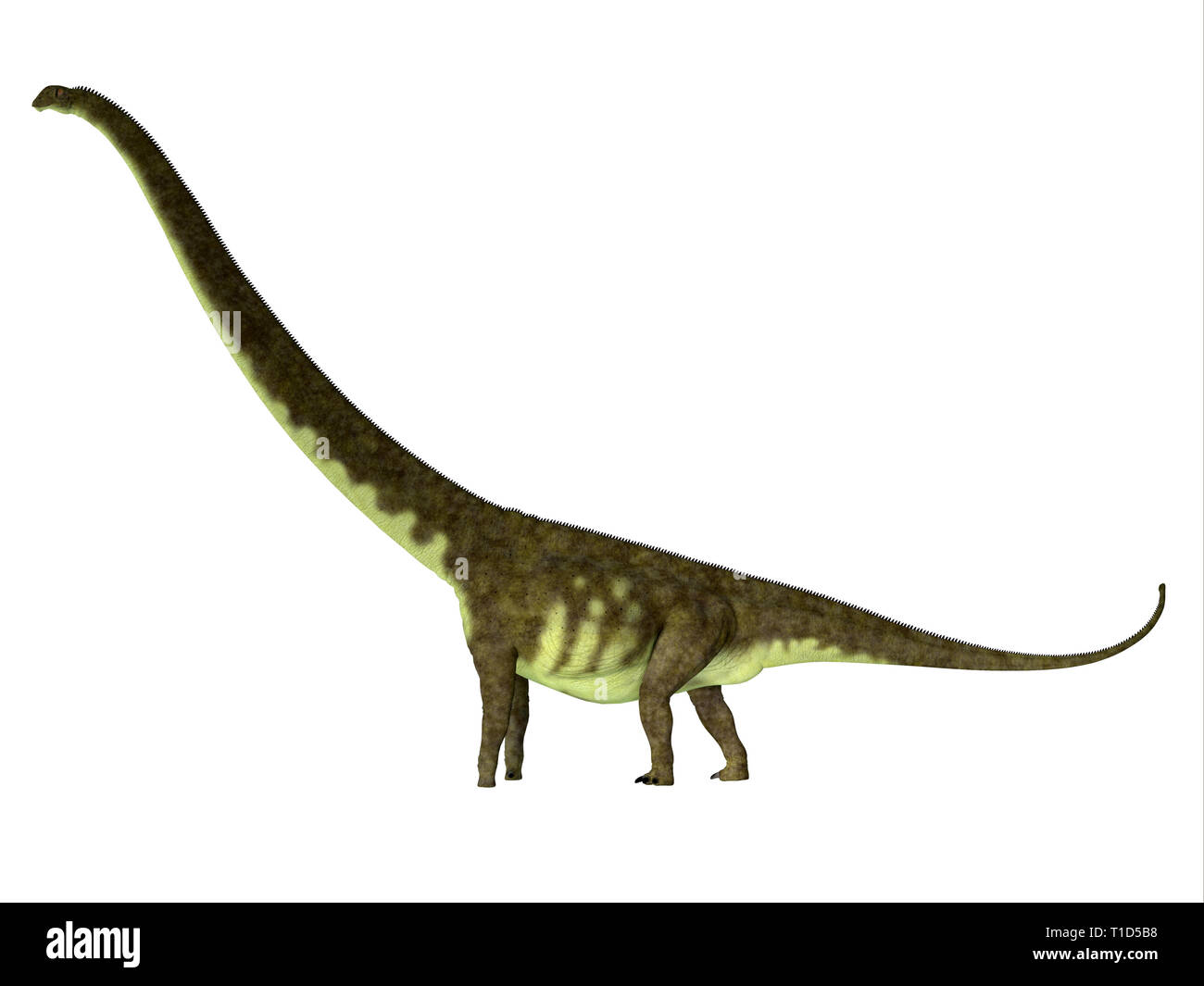 Mamenchisaurus hochuanensis era un erbivoro sauropod dinosaur che ha vissuto in Cina durante il Giurassico. Foto Stock