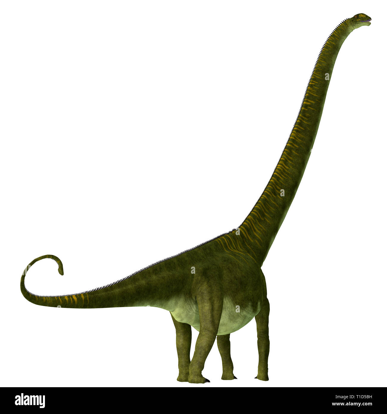 Mamenchisaurus hochuanensis era un erbivoro sauropod dinosaur che ha vissuto in Cina durante il Giurassico. Foto Stock