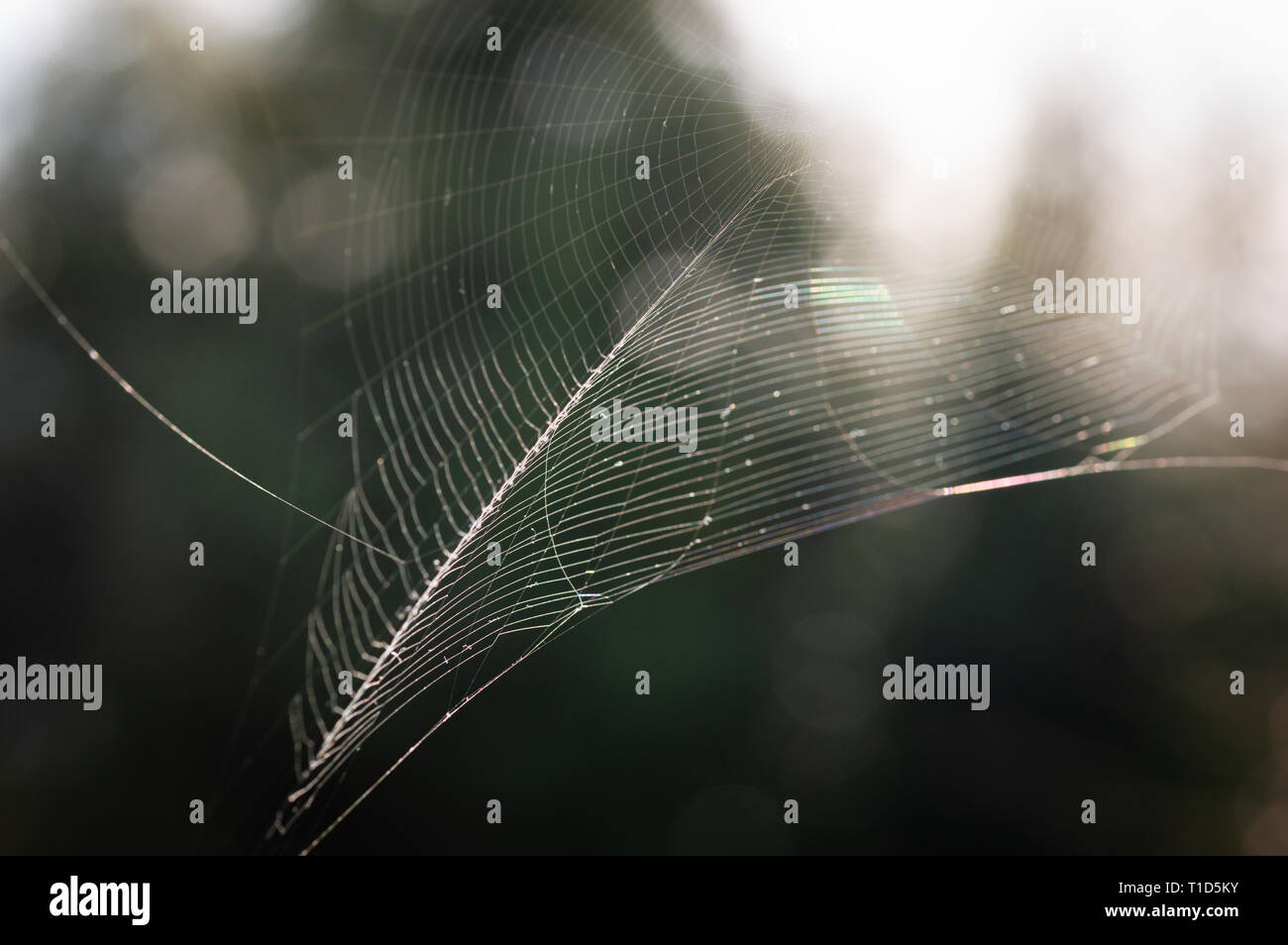 La spider web (ragnatela) closeup sfondo Foto Stock